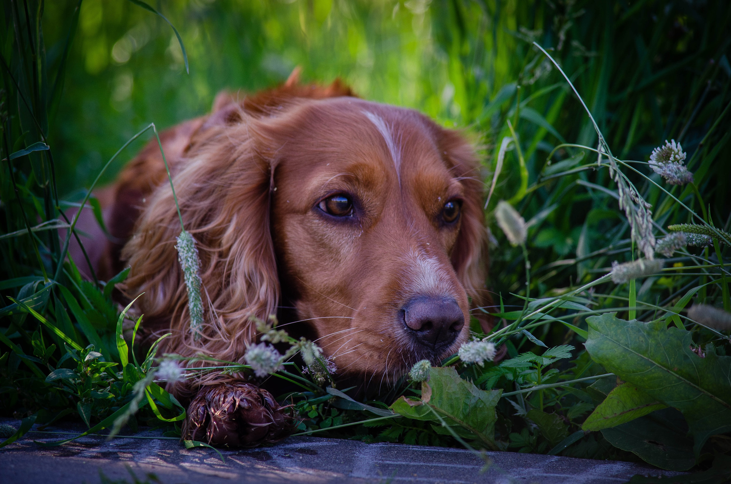 Джесси. Фотограф Светлана Блинова, Москва и Московская область