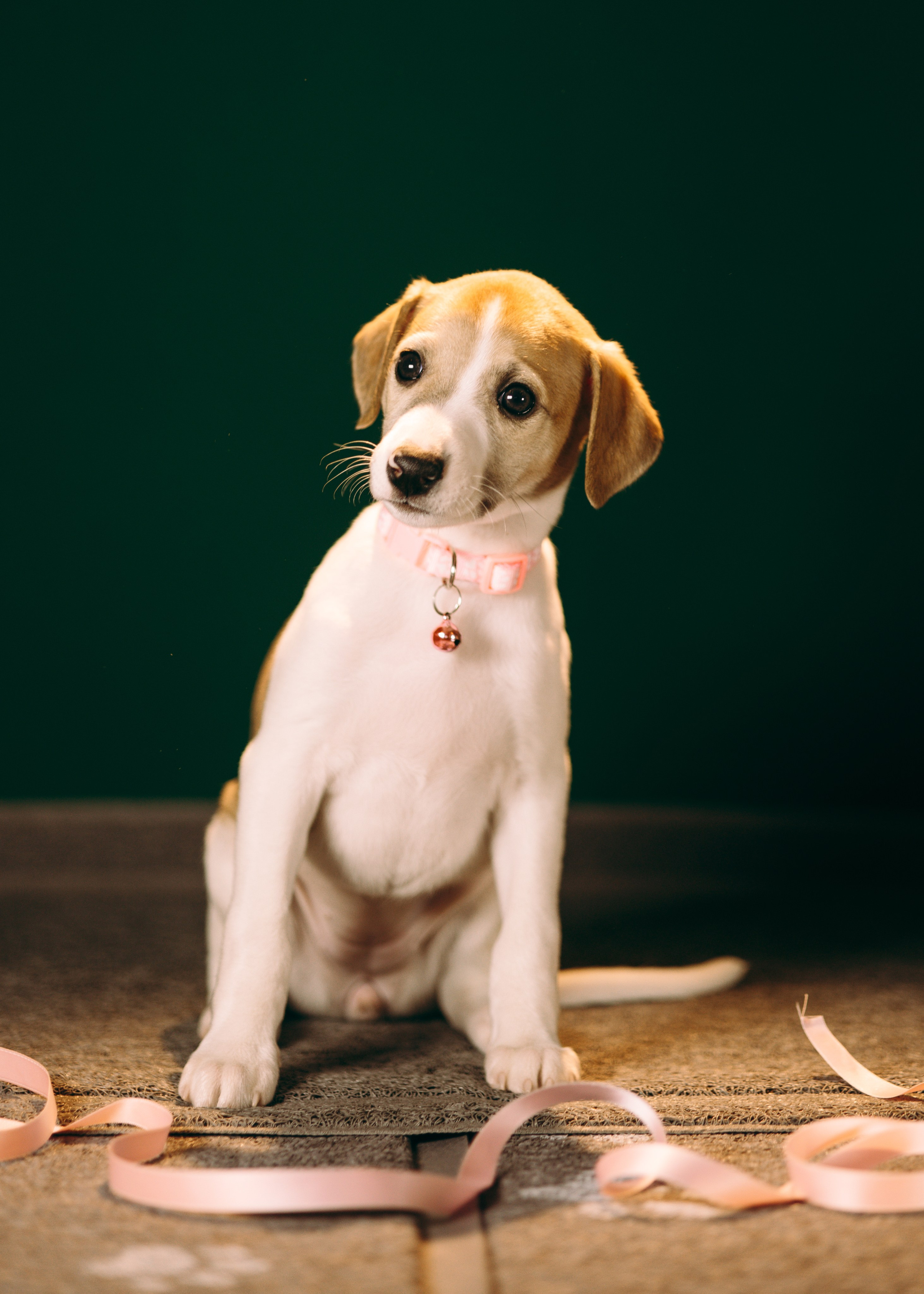 Щенки SL. Анна Самохина. Фотограф. Москва