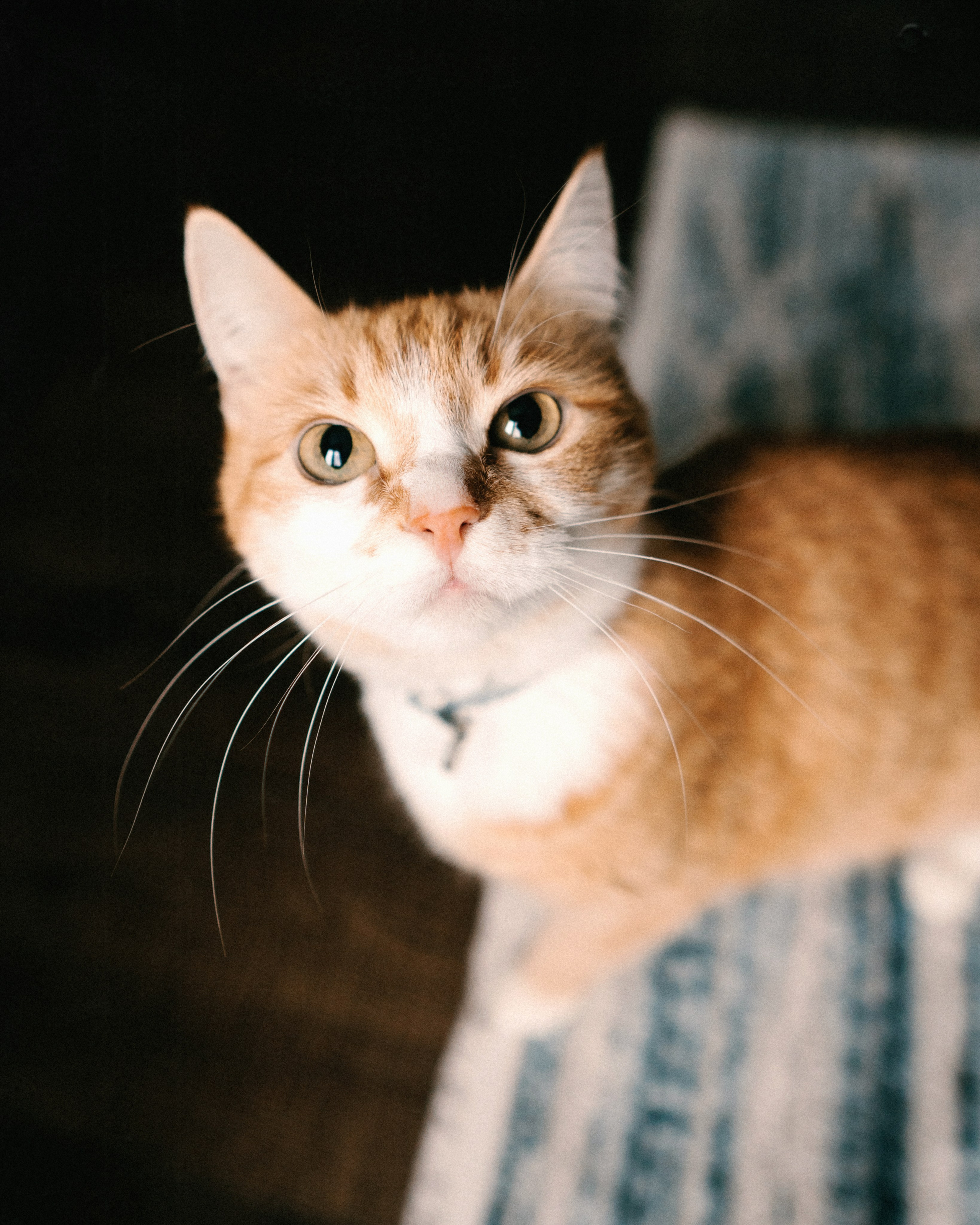 Ванечка. SHILOVA PHOTO. Шилова Екатерина. Фотограф. Москва