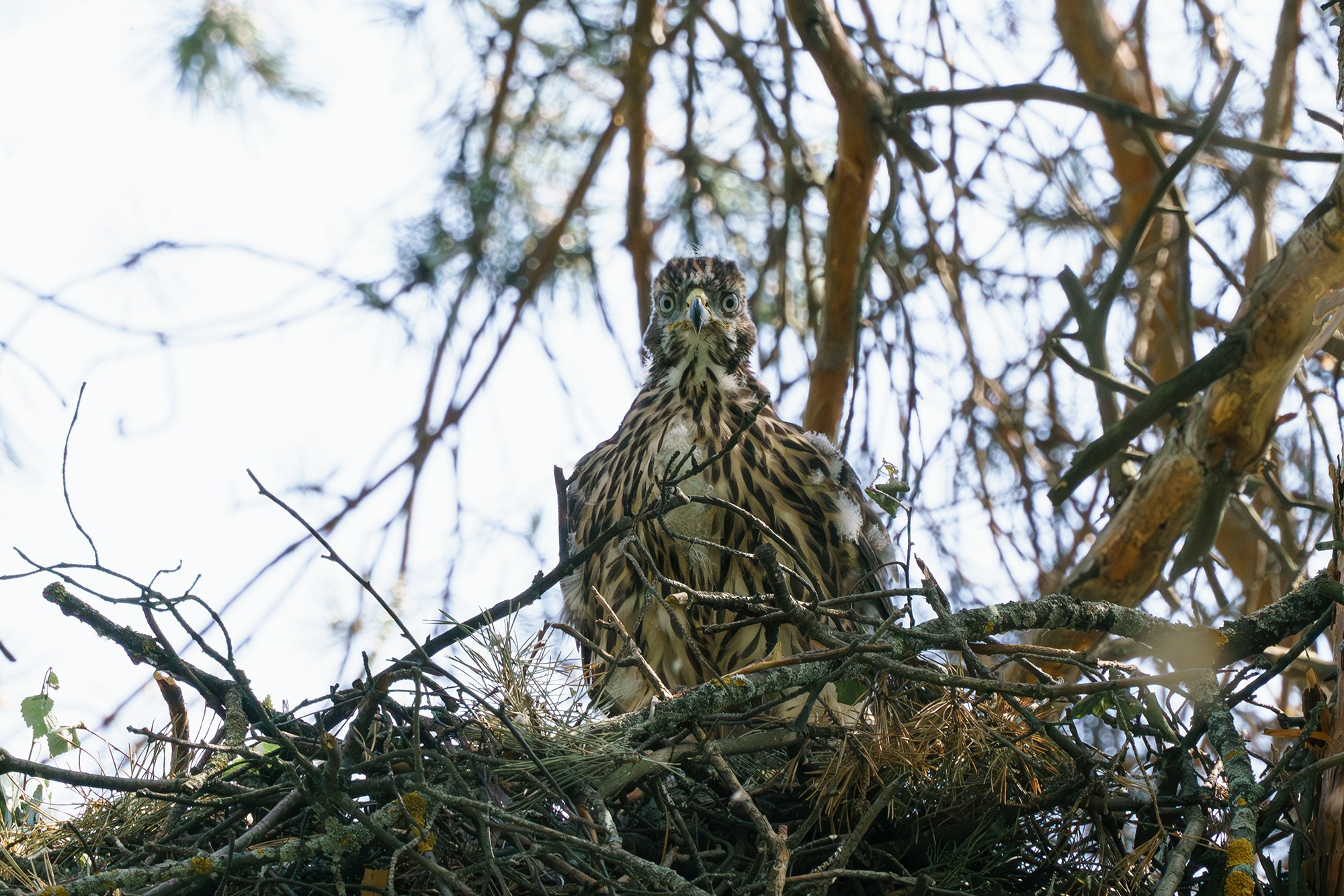 Удивительные мир птиц. Вокруг нас столько прекрасного — присмотритесь!. Ваш личный фотограф Марина Волкова