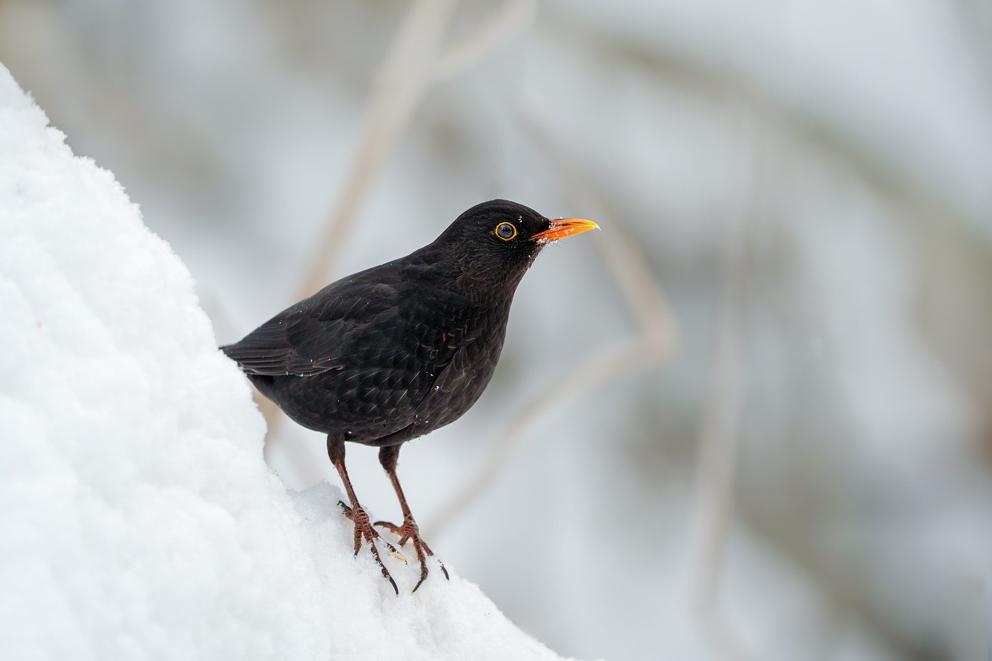 Удивительные мир птиц. Вокруг нас столько прекрасного — присмотритесь!. Ваш личный фотограф Марина Волкова