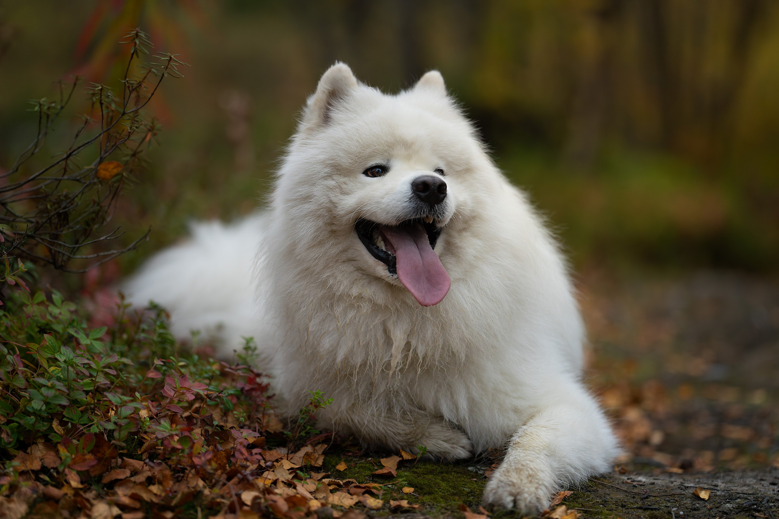 Самоед Олаф. Главная