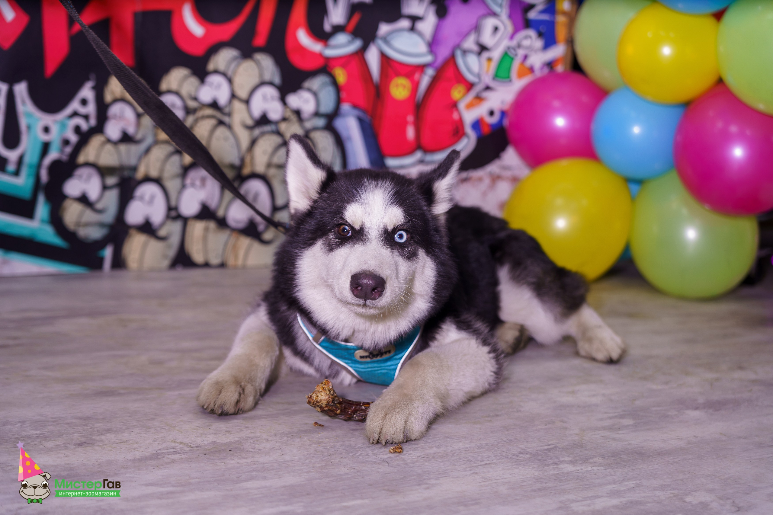 Мистер Гав -13 лет!. Фотограф Челябинск · Ольга Серебрякова