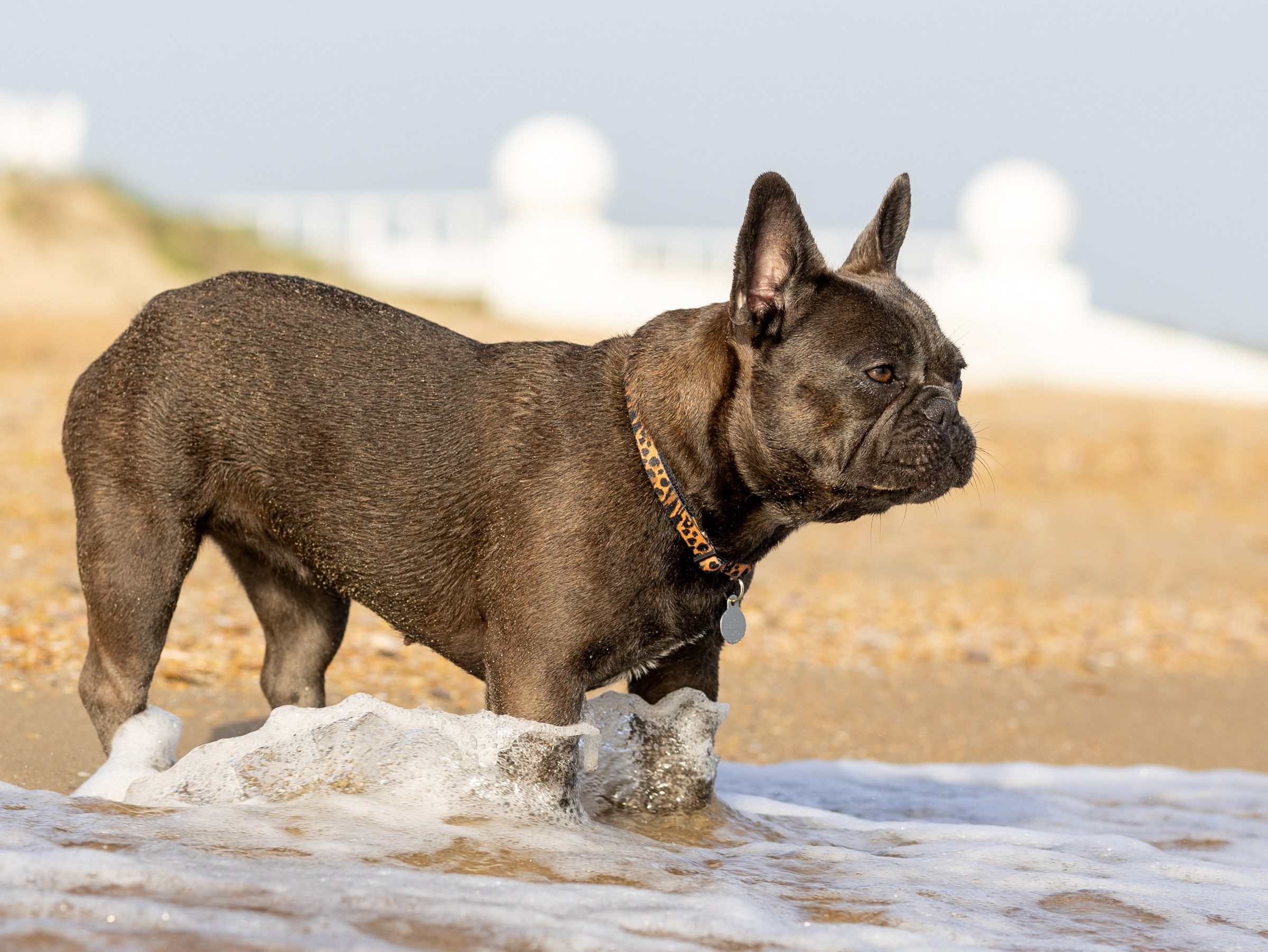 Морская прогулка. Фотограф-анималист в Москве Кириллова Татьяна