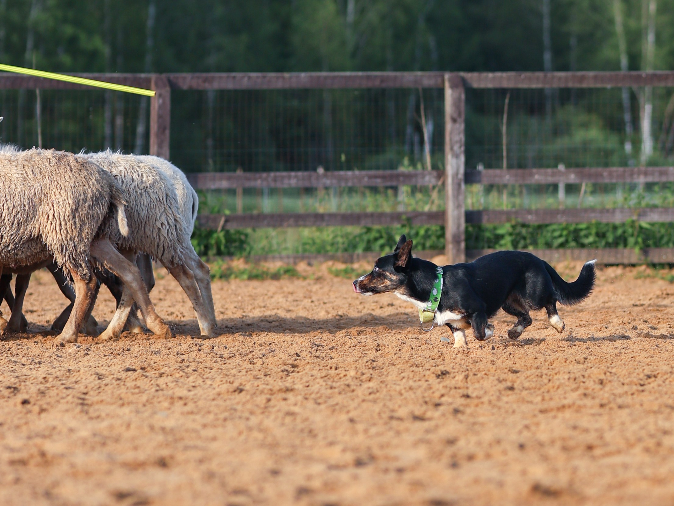 Пастьба. Фотограф-анималист в Москве Кириллова Татьяна