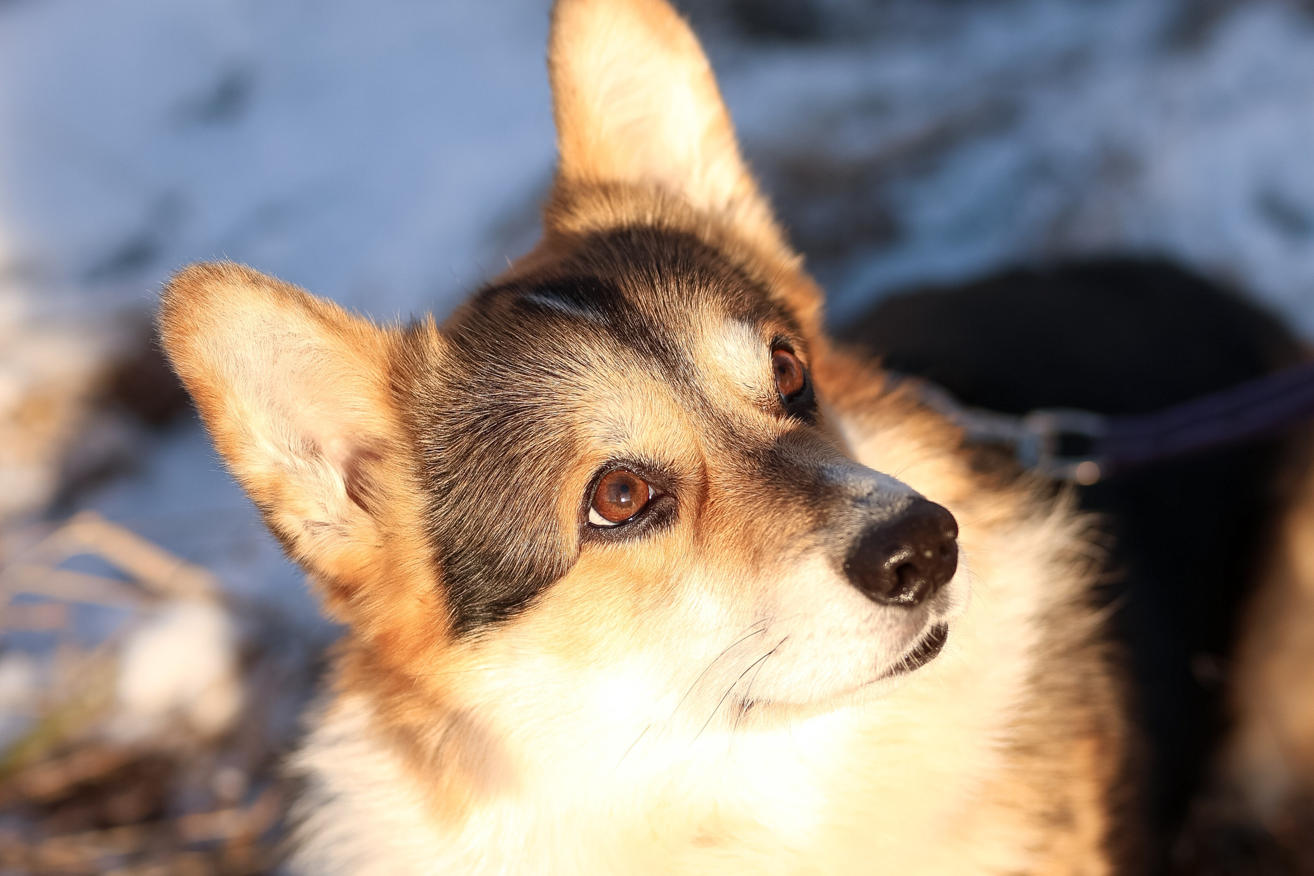 Трой, Балу и Катя. Фотограф-анималист в Москве Кириллова Татьяна