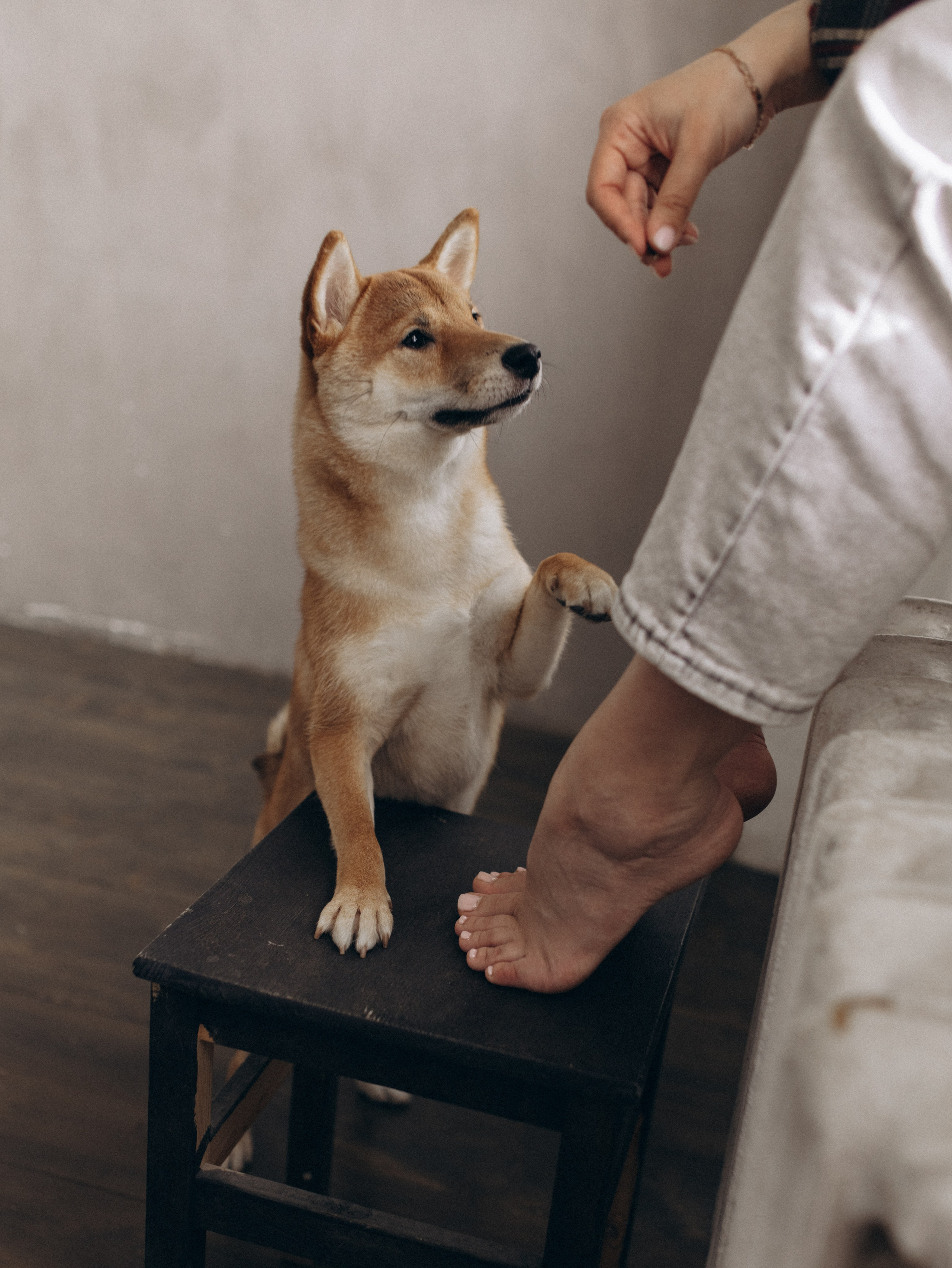 Мика и Настя. Фотограф-анималист в Москве Кириллова Татьяна