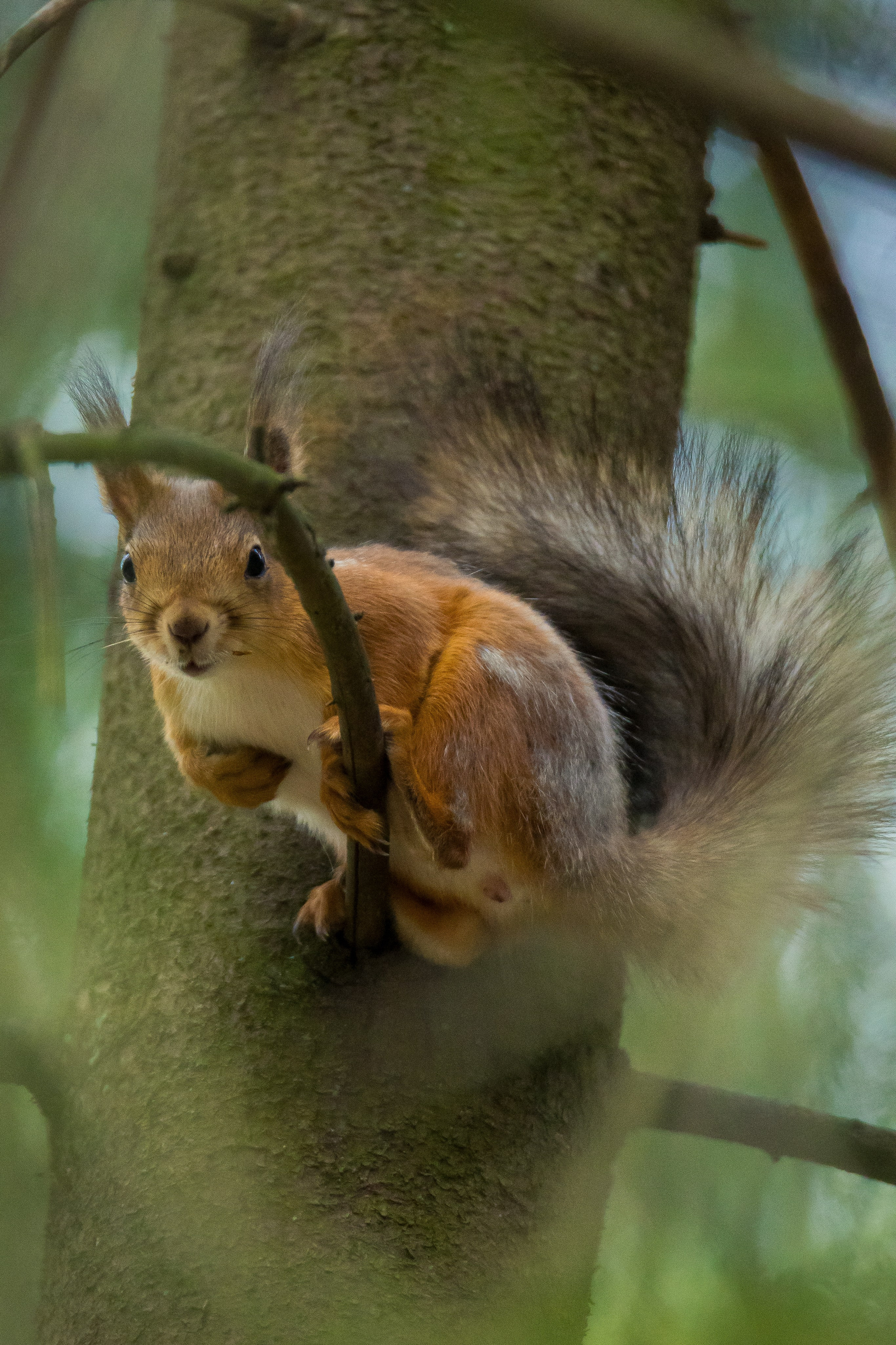 Дикая природа. Photomantis