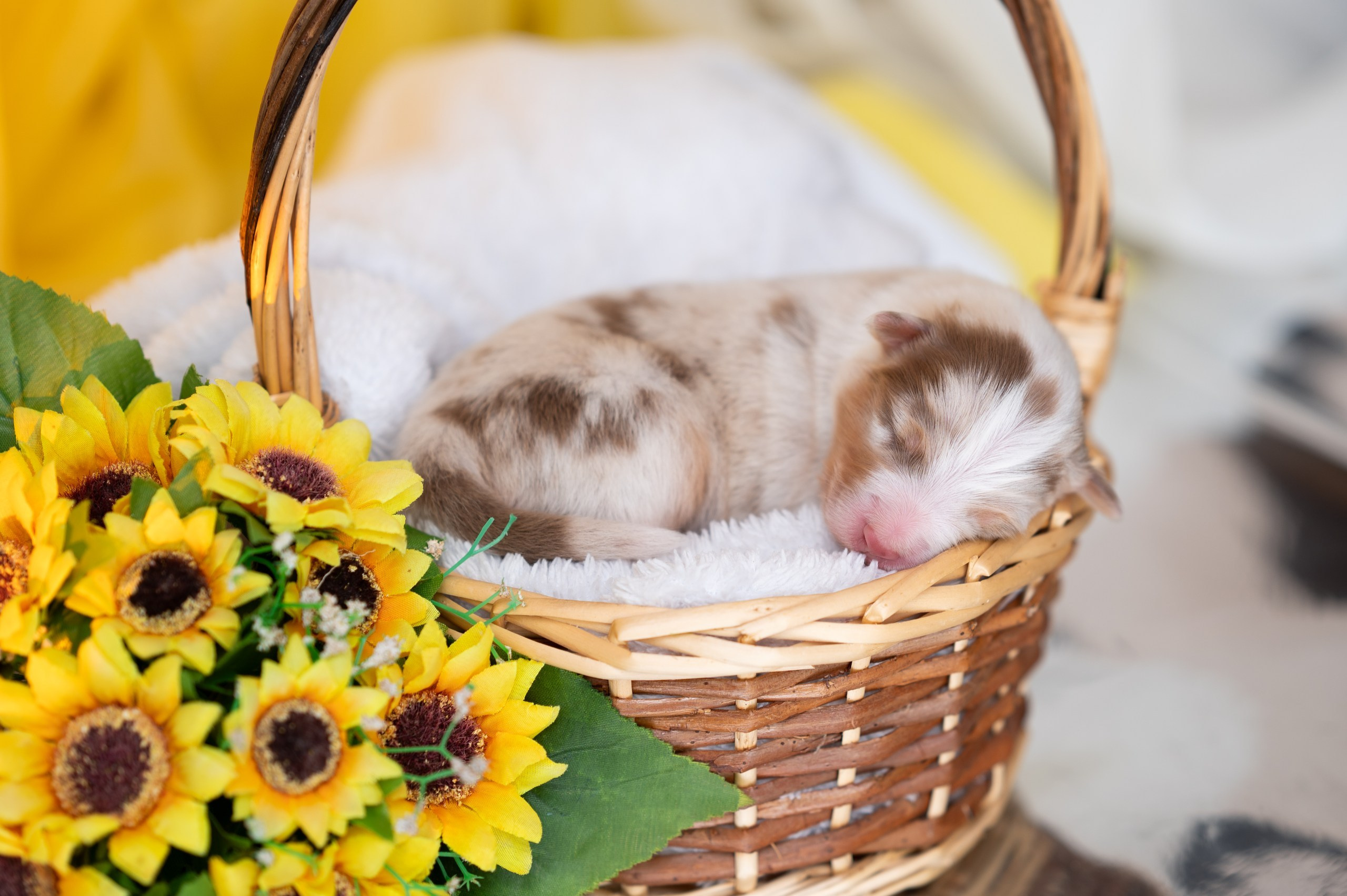 Заводчик Влада Эльман. Творческий фотограф Вологда