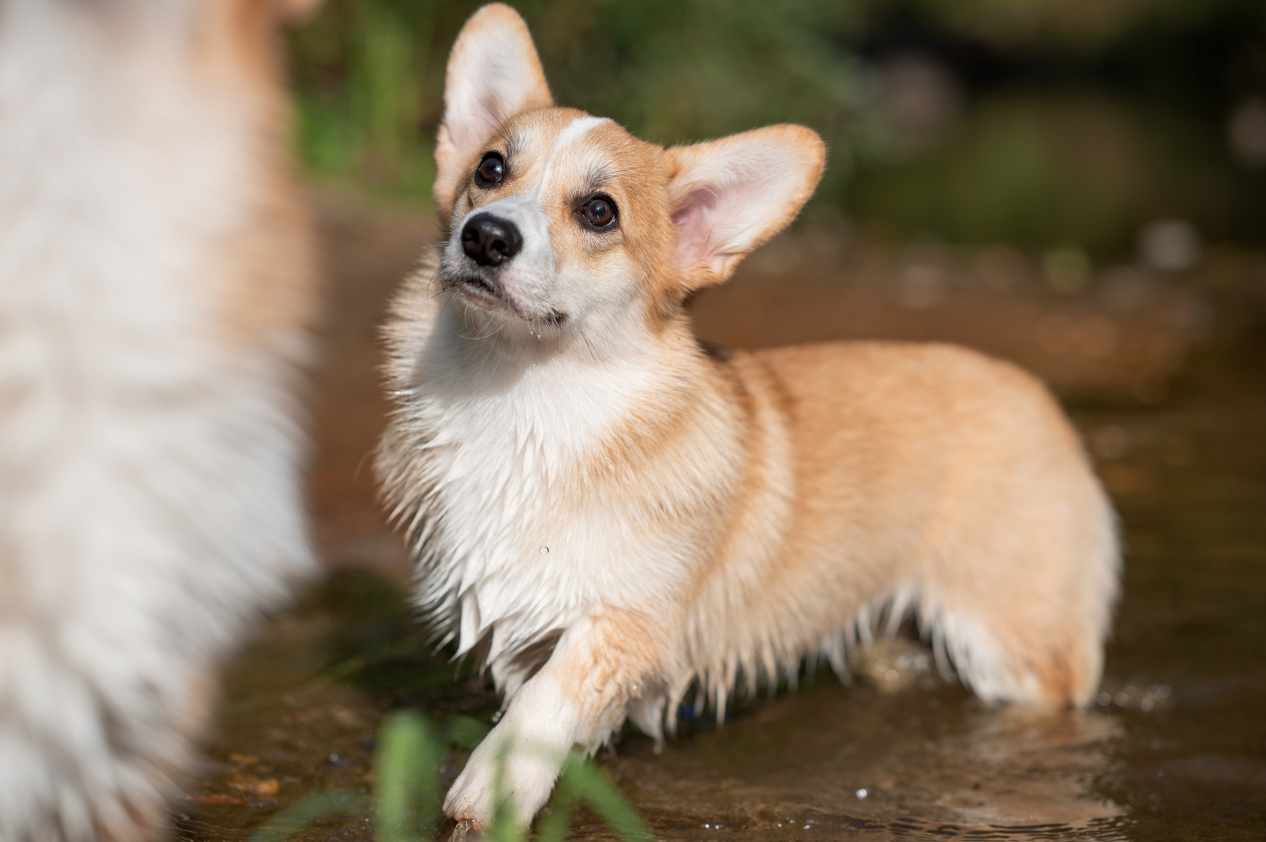 Заводчик Ольга Кушкина. Творческий фотограф Вологда