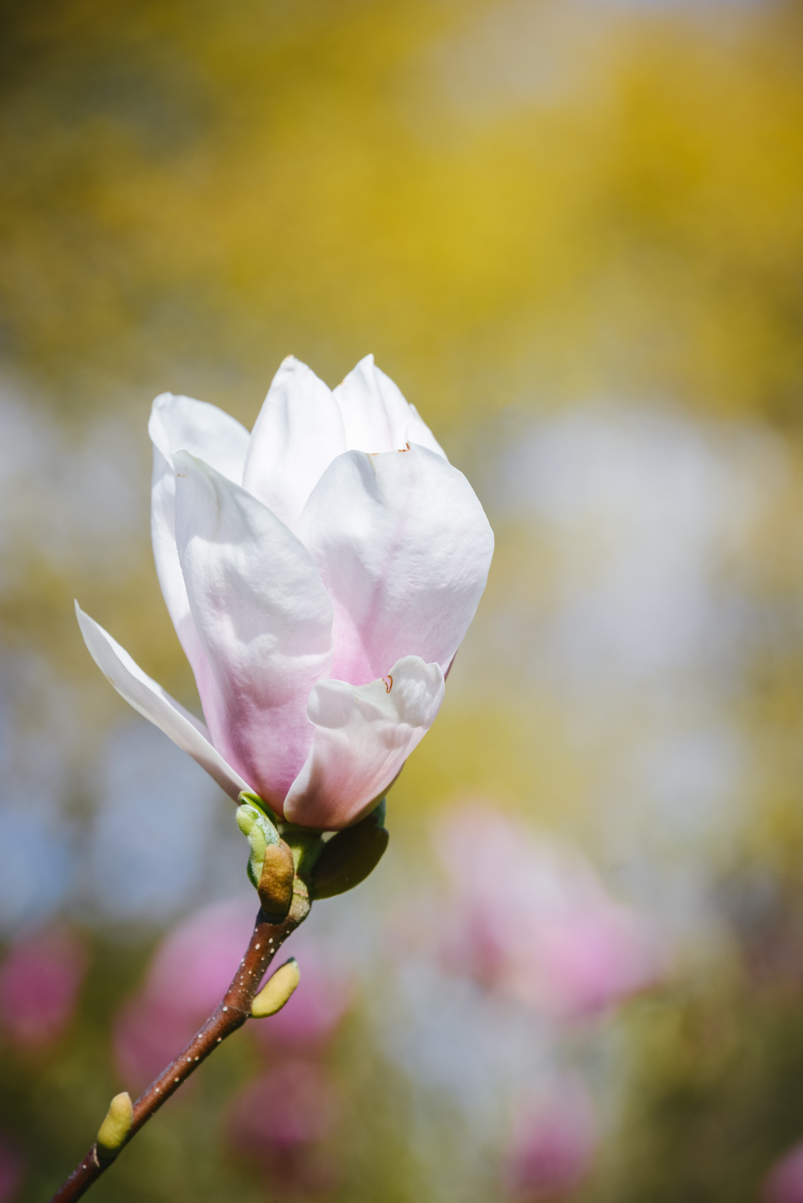 Цветок магнолии крупным планом, цветение весной.