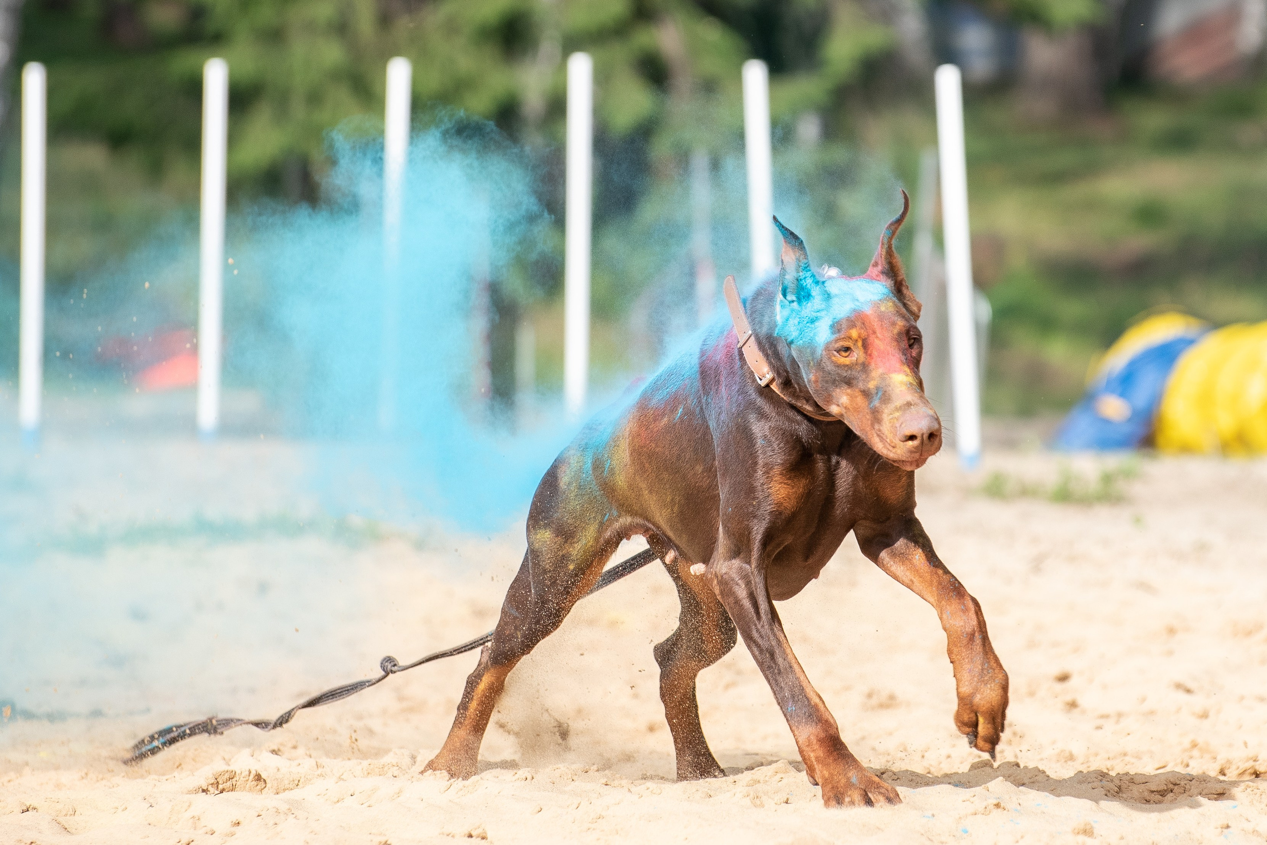 Фотосессия краски холи с собакой. Фотограф Макс Огурцов в Нижнем Новгороде