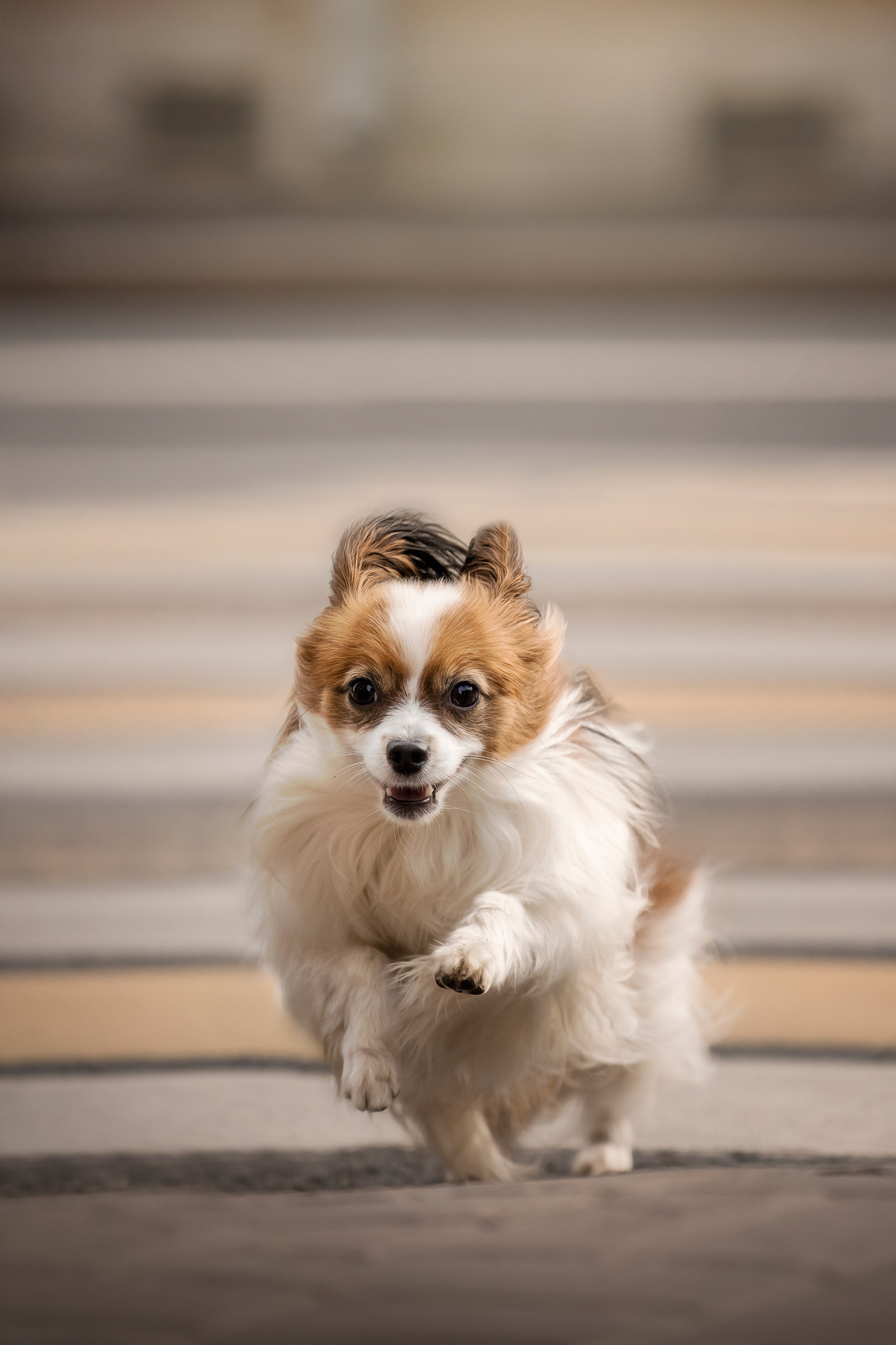Ваня и его семья. Фотограф — Анималист | Санкт-Петербург