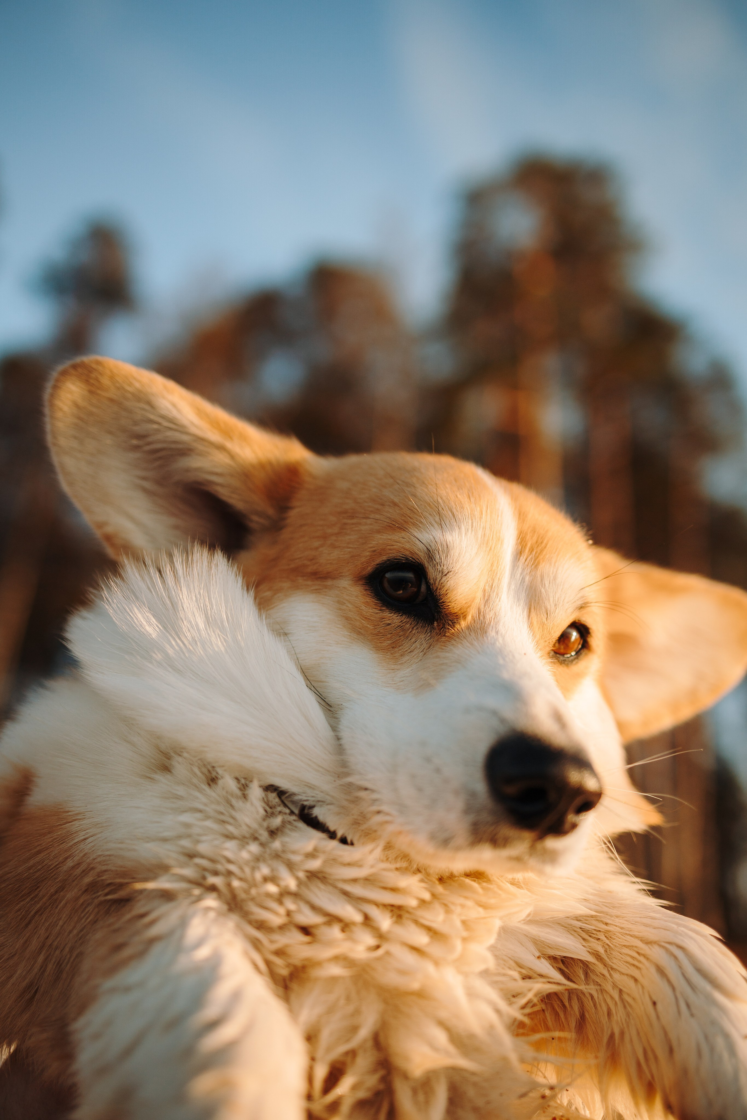 Найт и его семья. Фотограф — Анималист | Санкт-Петербург