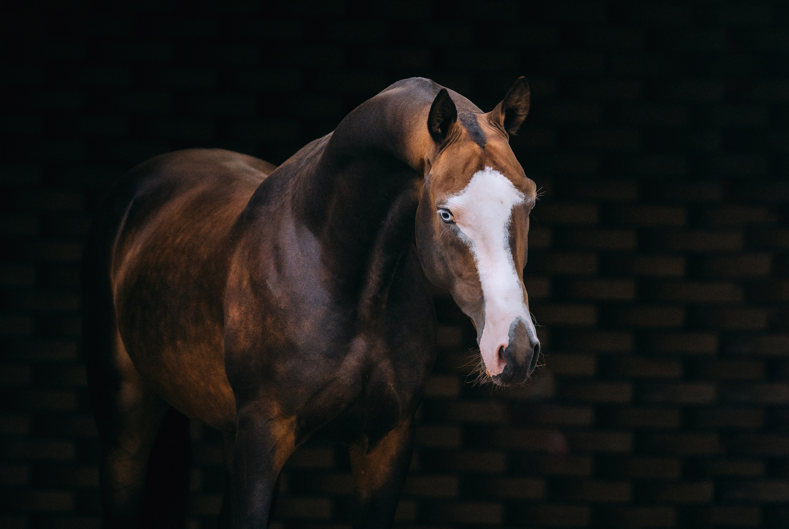 На черном фоне. Фотограф-анималист Ксендзова Кристина