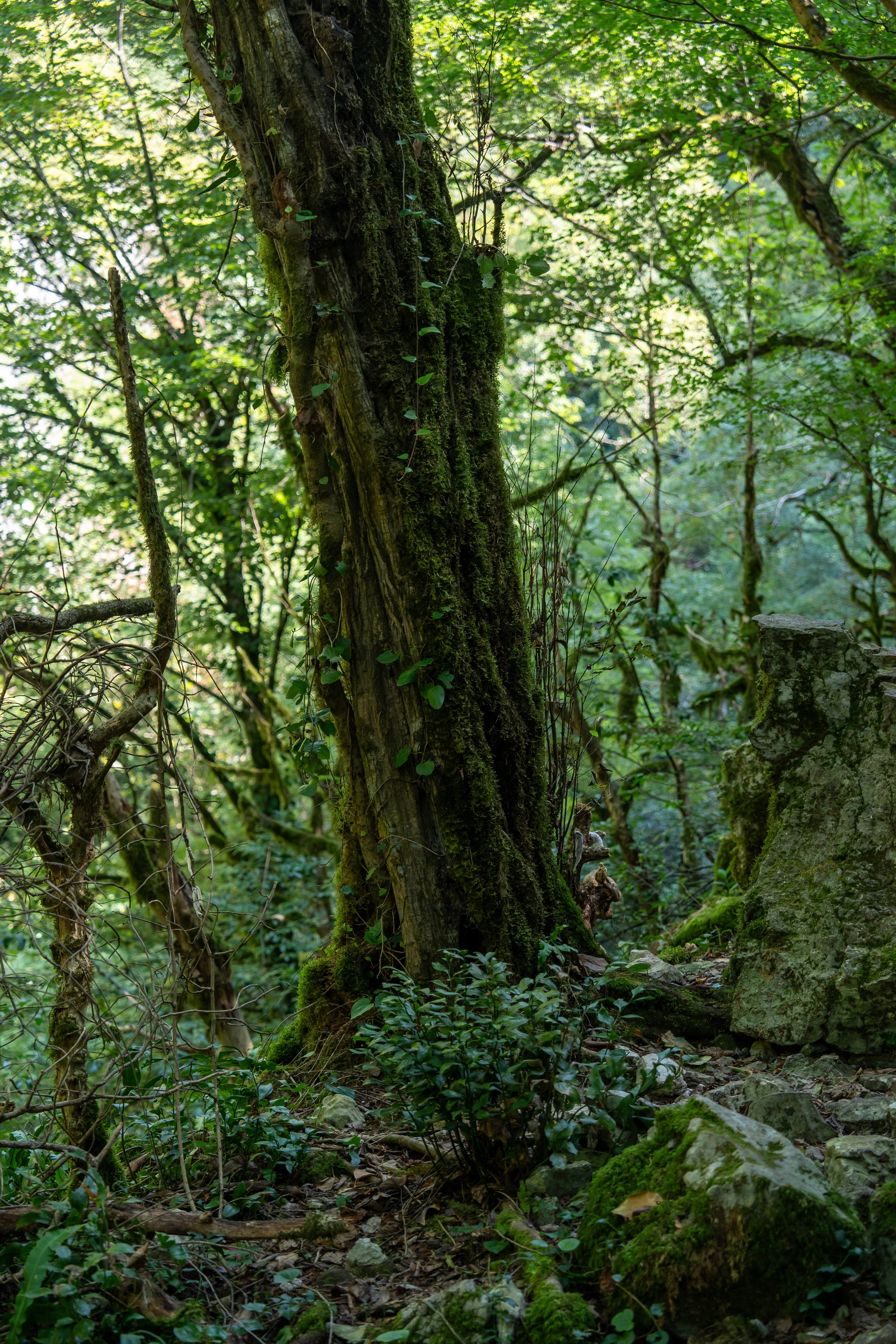 Mice мероприятие — тур по Абхазии. Репортажный фотограф в Красной Поляне и Сочи Павлюченко Екатерина