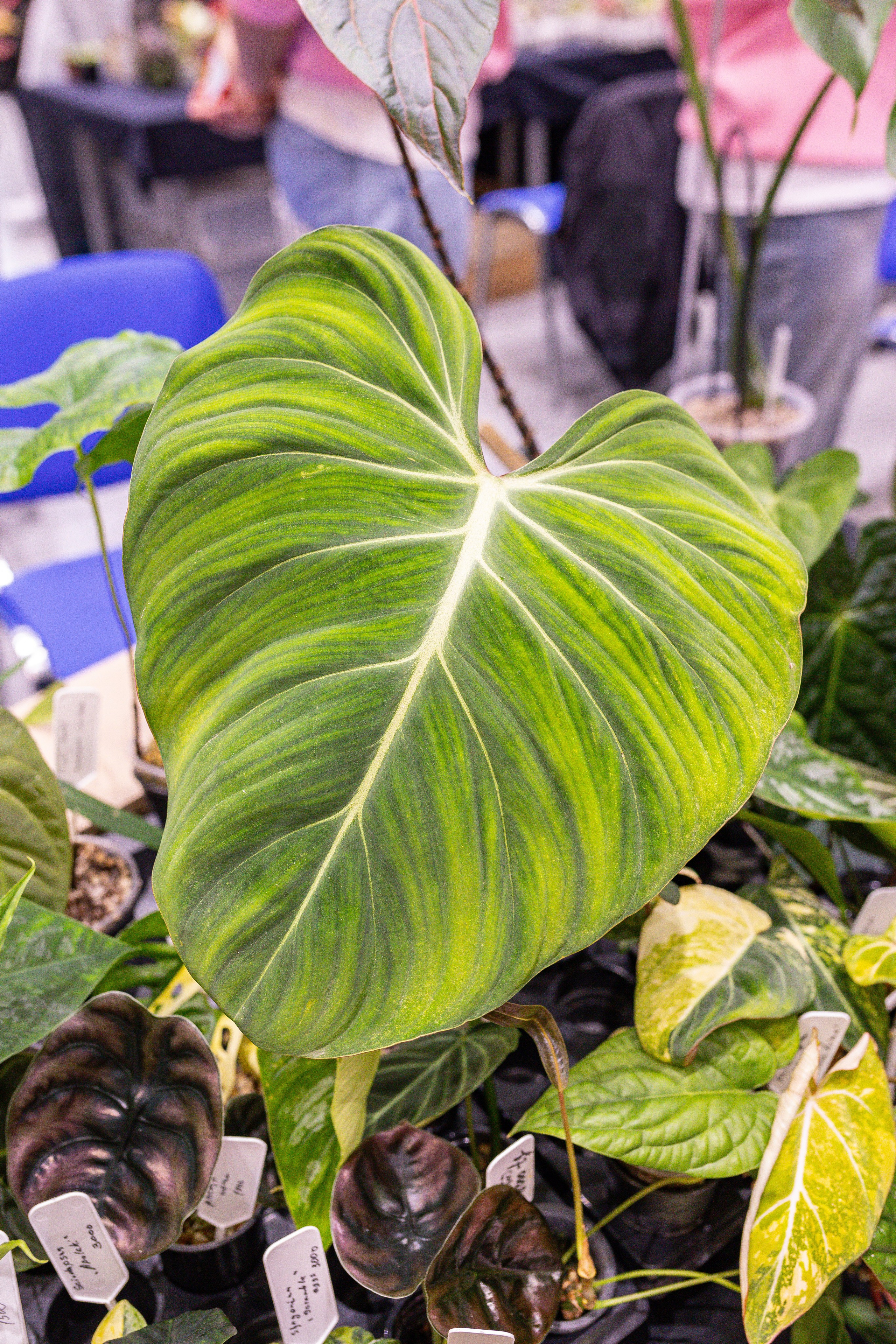 Монстериум 11–12 октября. Александра Куликова фотограф, Москва