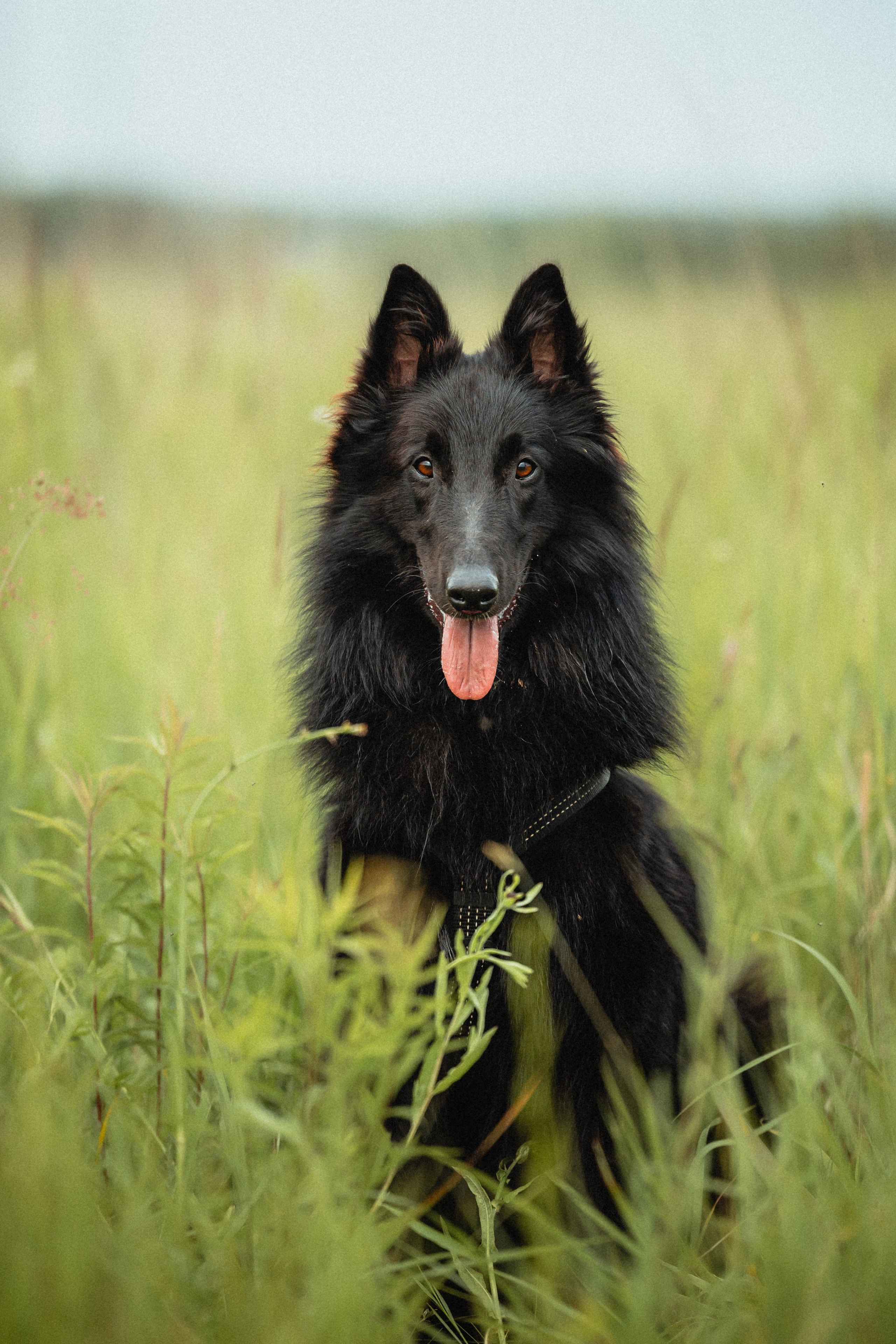 Выездной дог-тренинг от школы «Шерсть имею»