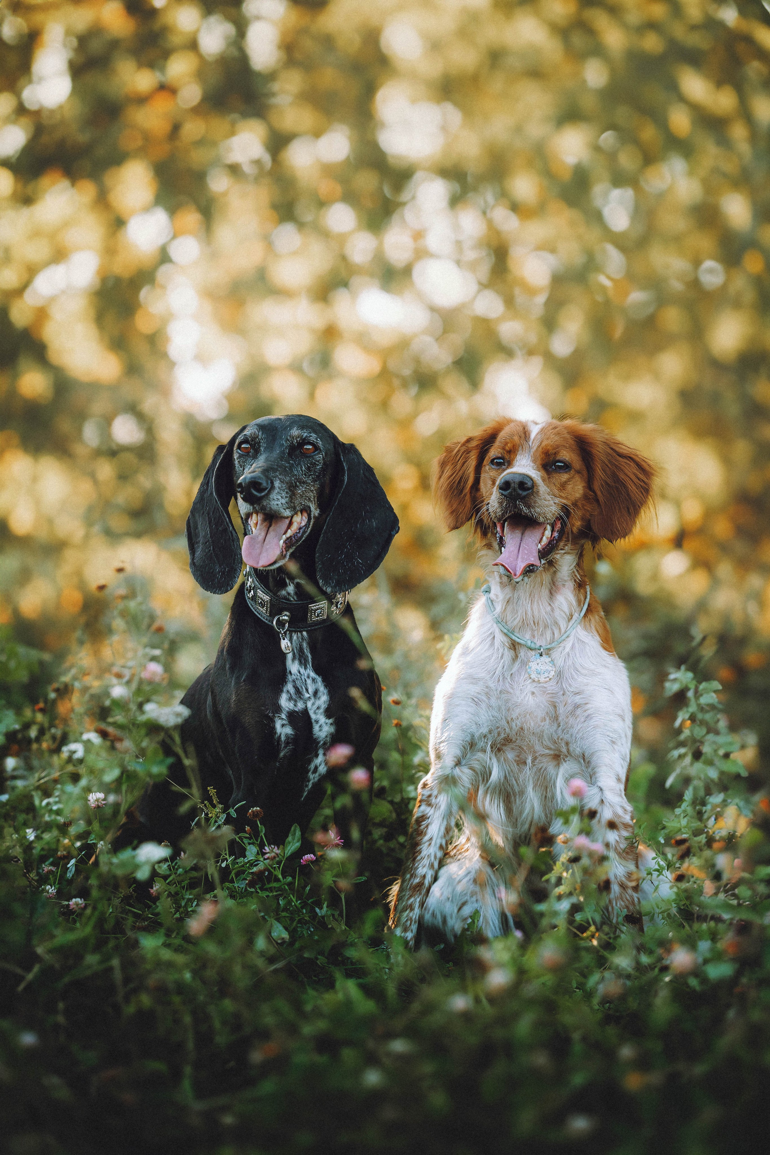 Камри и Пафи