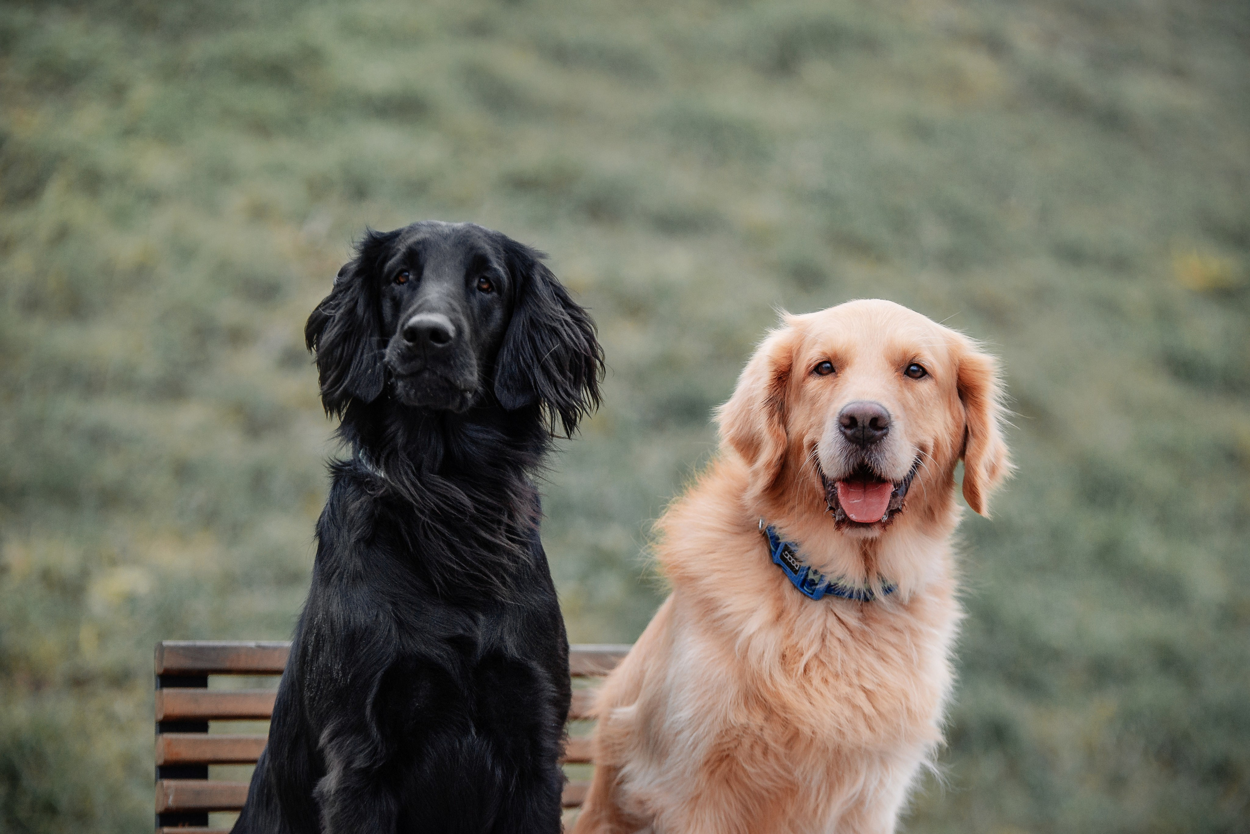 Юля, Стёпа и Мята. Фотограф-анималист Анастасия Парфенова|Екатеринбург