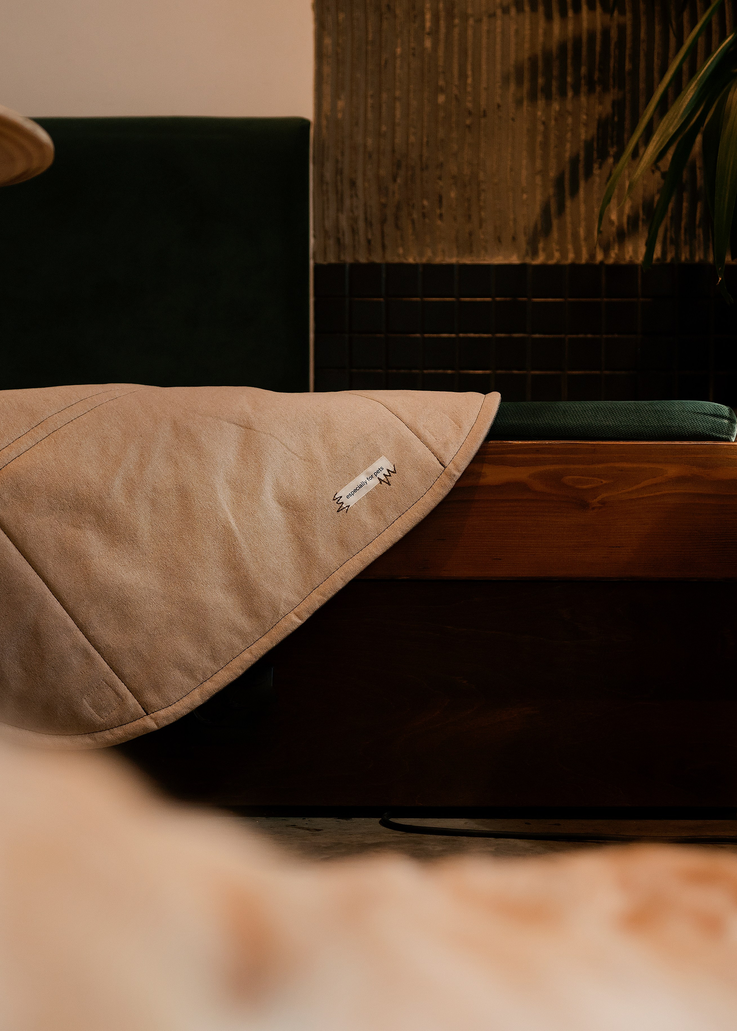 Bow-Wow. Фотограф- анималист Александра Матвеева