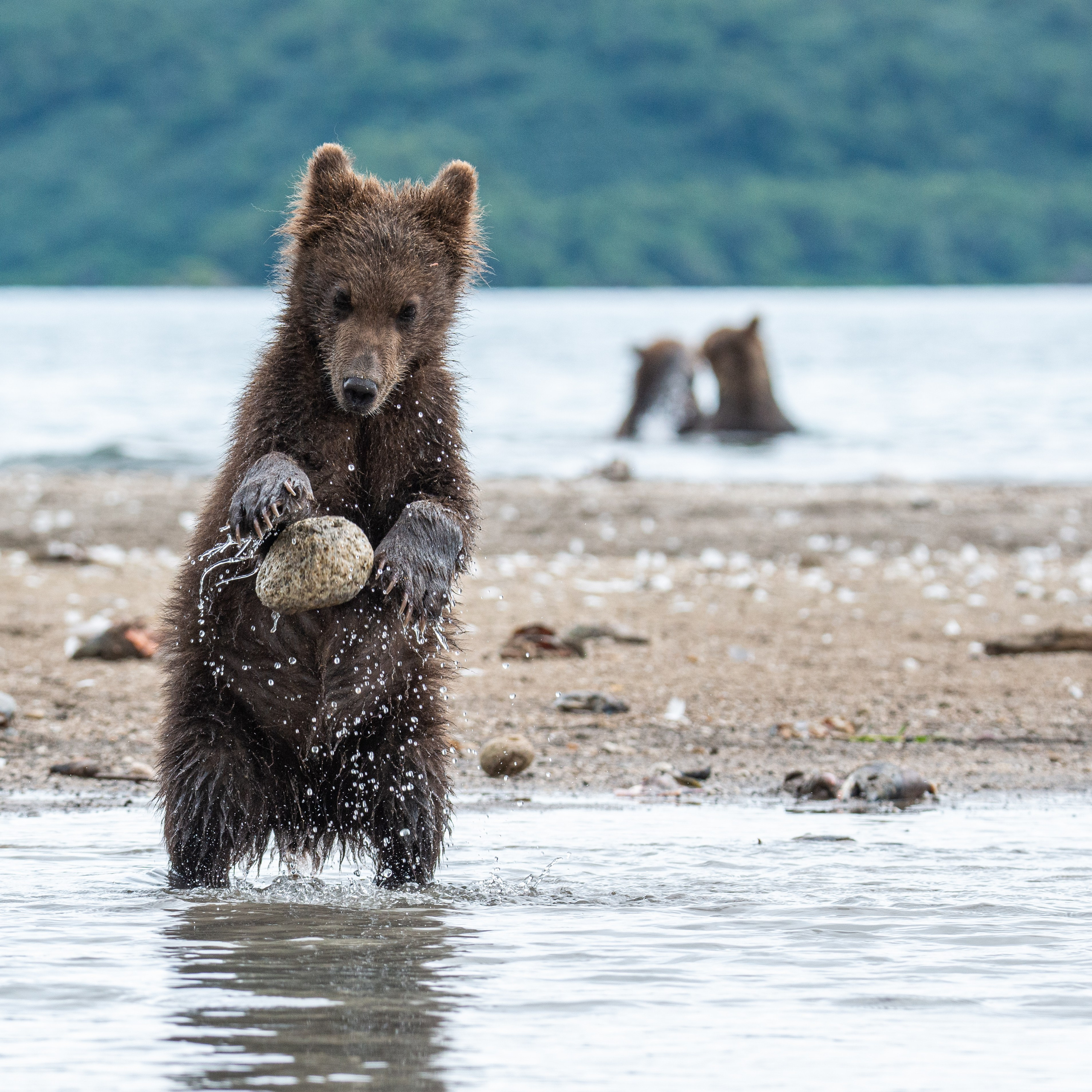 Камчатка — земля медведей. Игорь Иванко — Репортажный и событийный фотограф. Москва