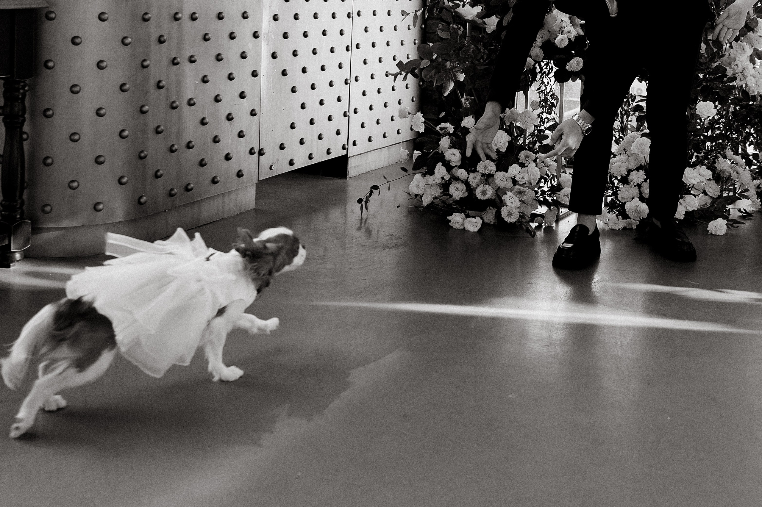 Алексей и Анастасия. Свадебный фотограф и видеограф