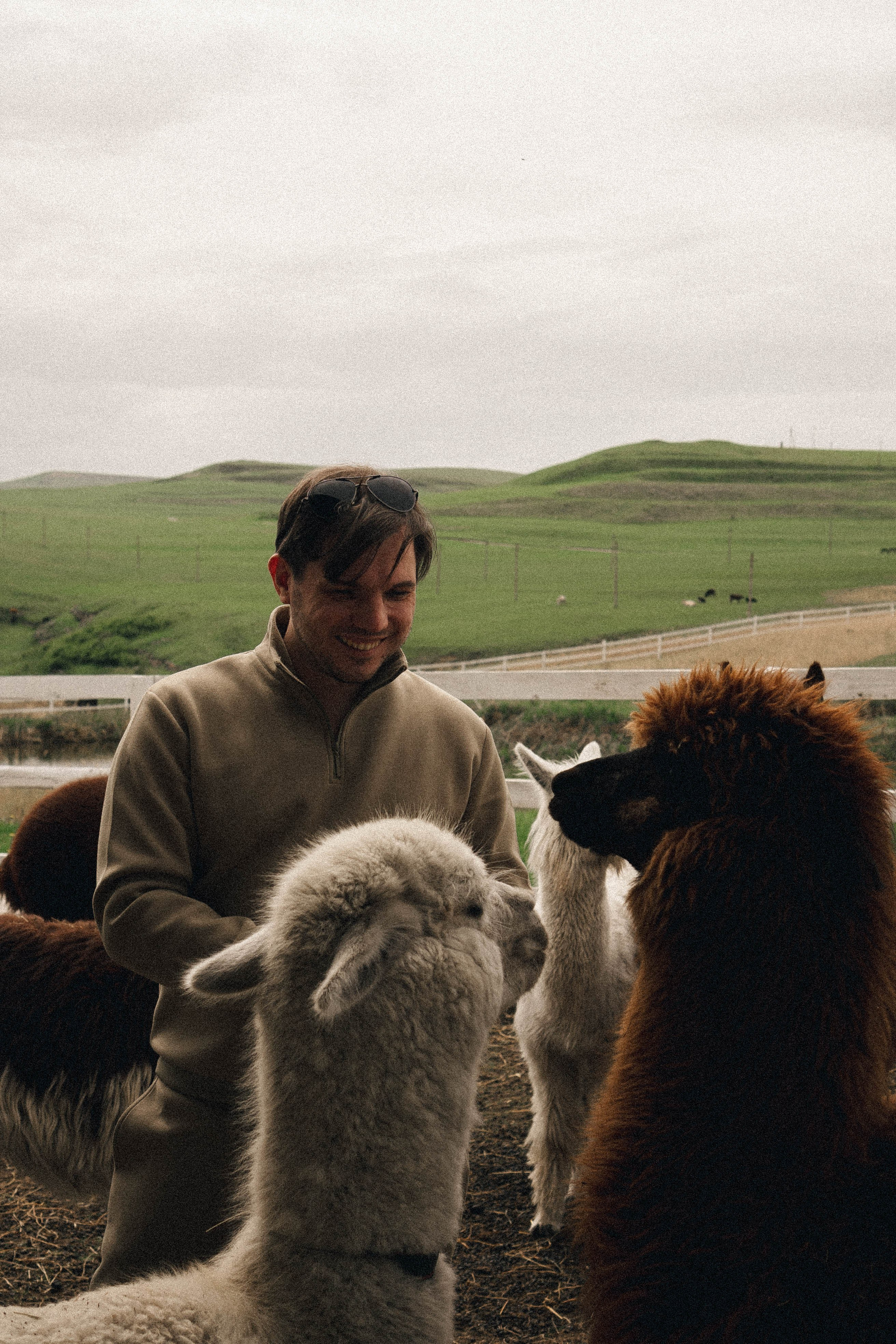 Ферма Альпак. Профессиональный фотограф, Санкт-Петербург — Виктория Богомолова