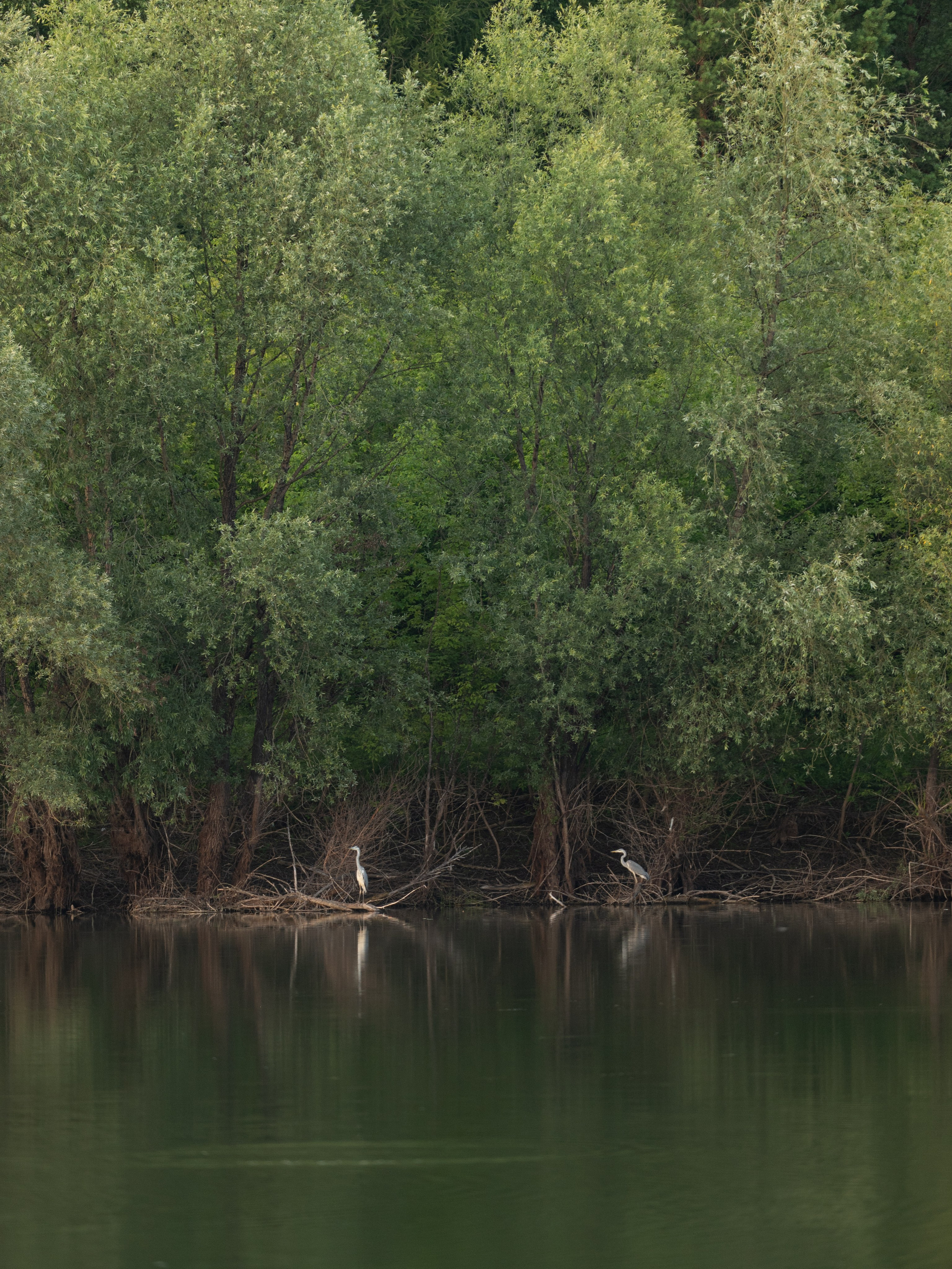 Фотограф Лиана Сафарова. Свадебные, портретные, парные съёмки