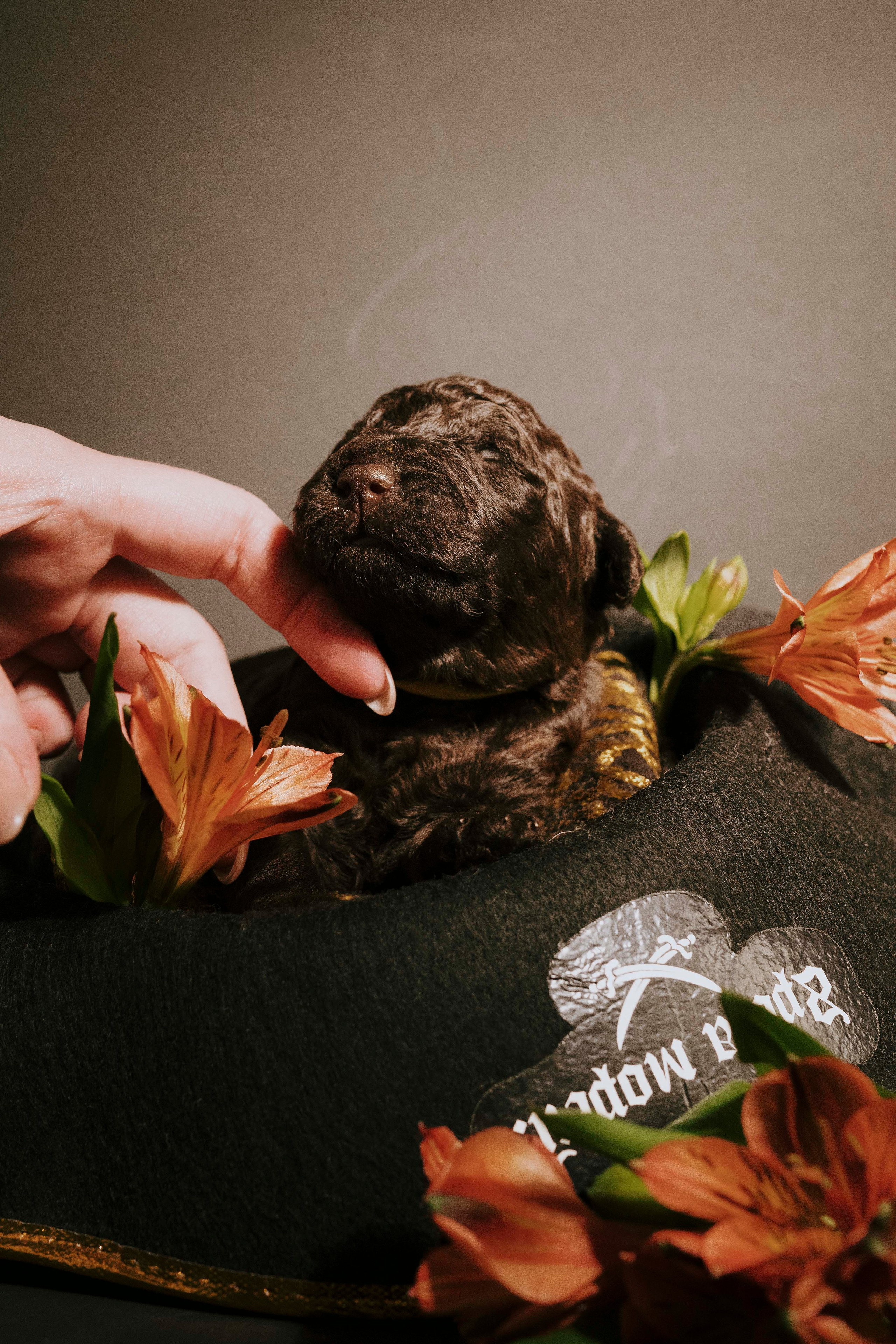 Испанские водяные. Фотограф- анималист Александра Матвеева