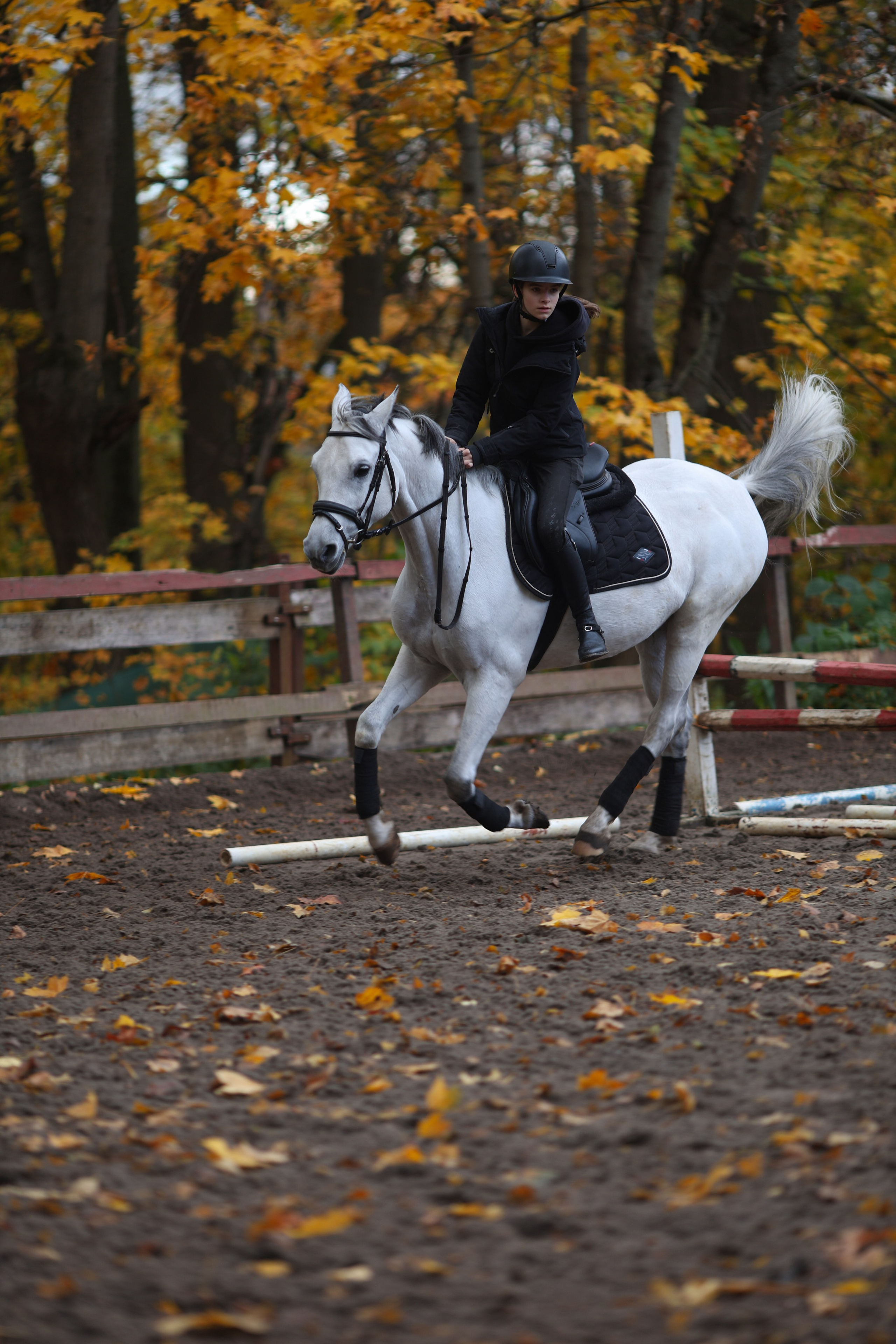 Фотосессия с животными. Фотограф Алина Рошаль. С 2017 года ловлю эмоции и превращаю их в нежные воспоминания для вас в Москве и Подмосковье