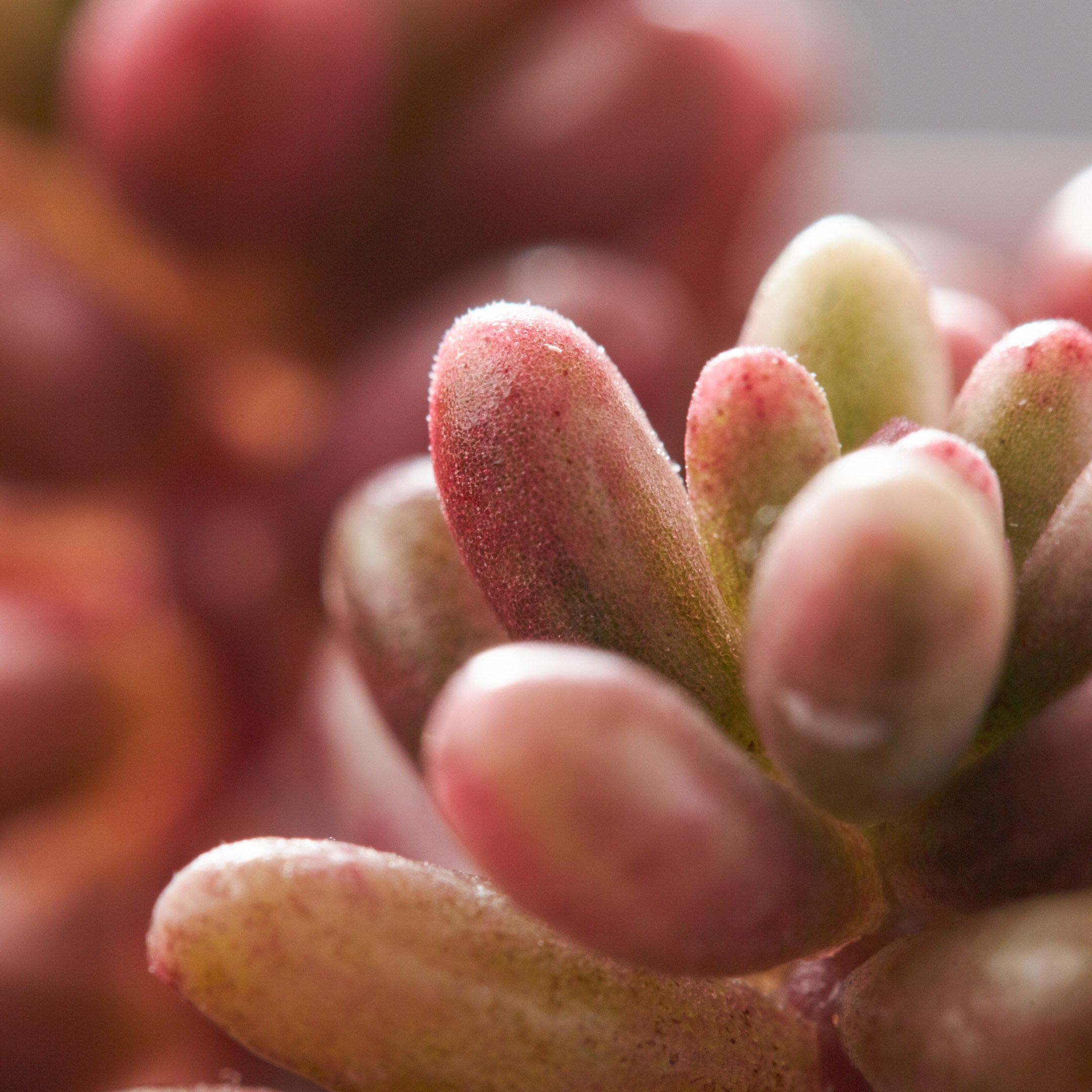 Decorative succulent closeup - photographer Andrey Dunin