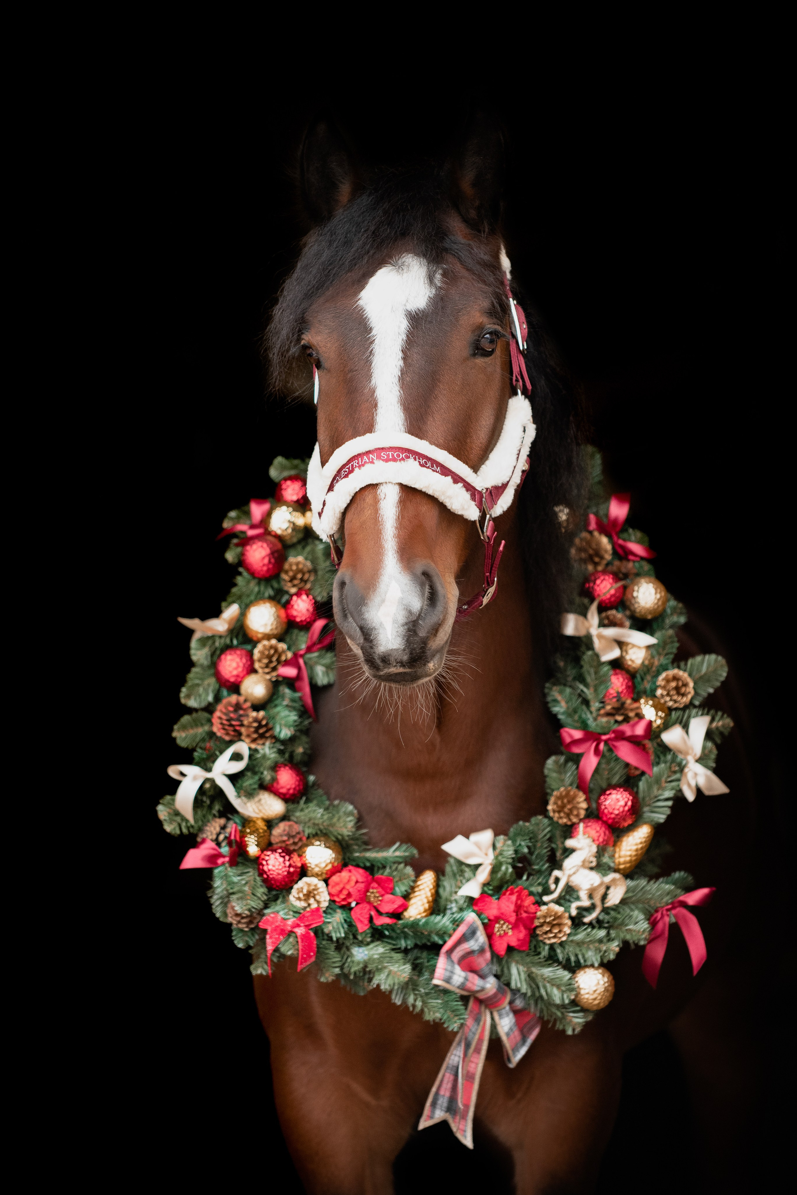 Зимний Настасьин табун. Куракина Дарья • Конный фотограф