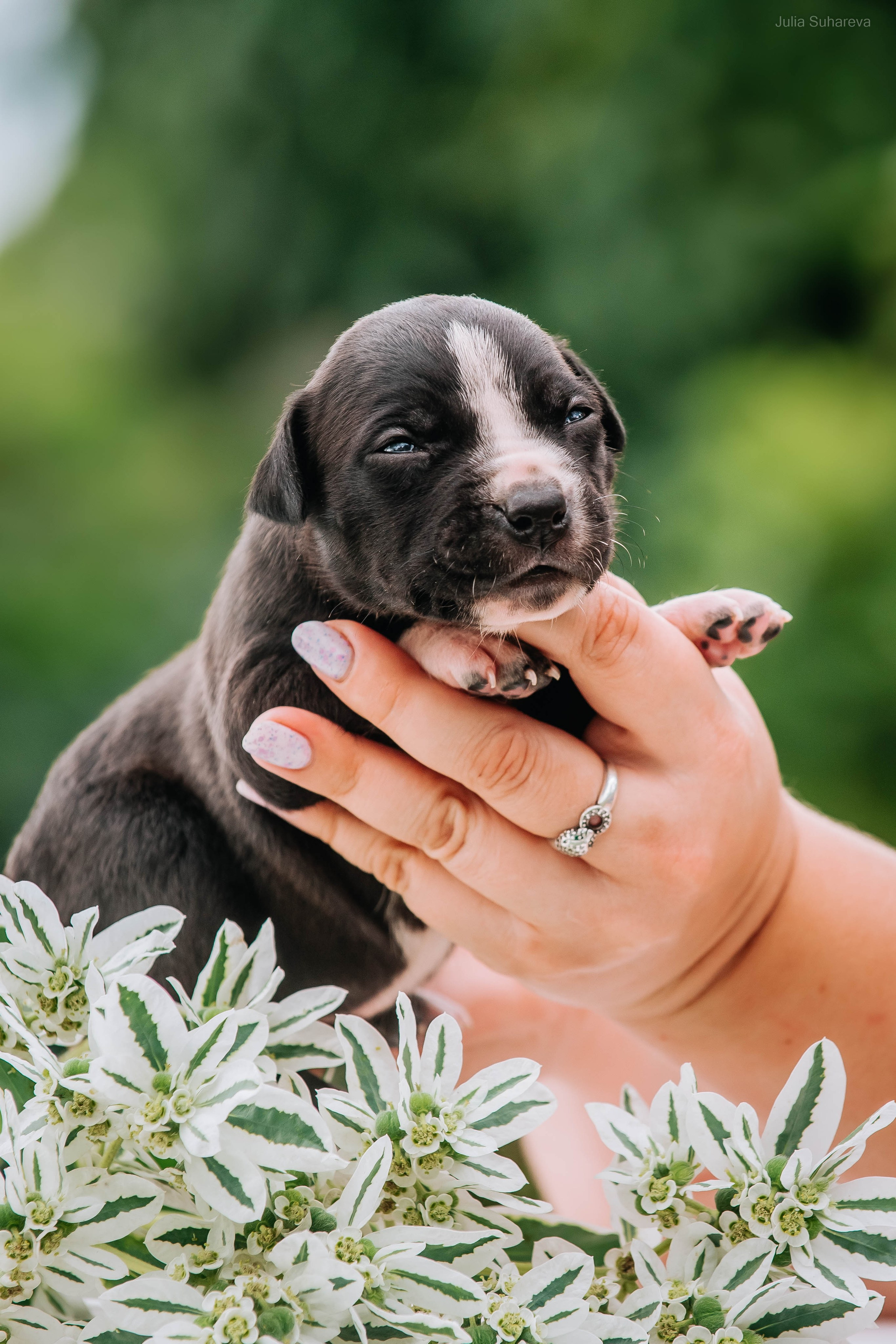 Щенки 2 недели. Главная