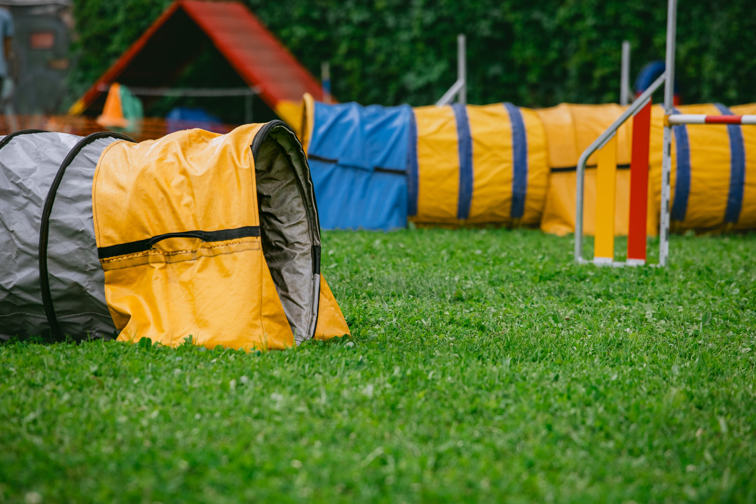 Соревнования по аджилити Долгопрудный 30.06.2025. Фотограф-анималист Татьяна Степанова
