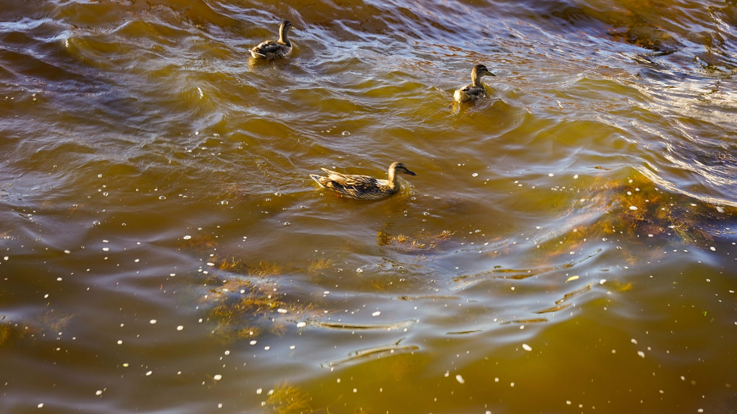Шашлыки | 06.07.2024. Галерея Фантим