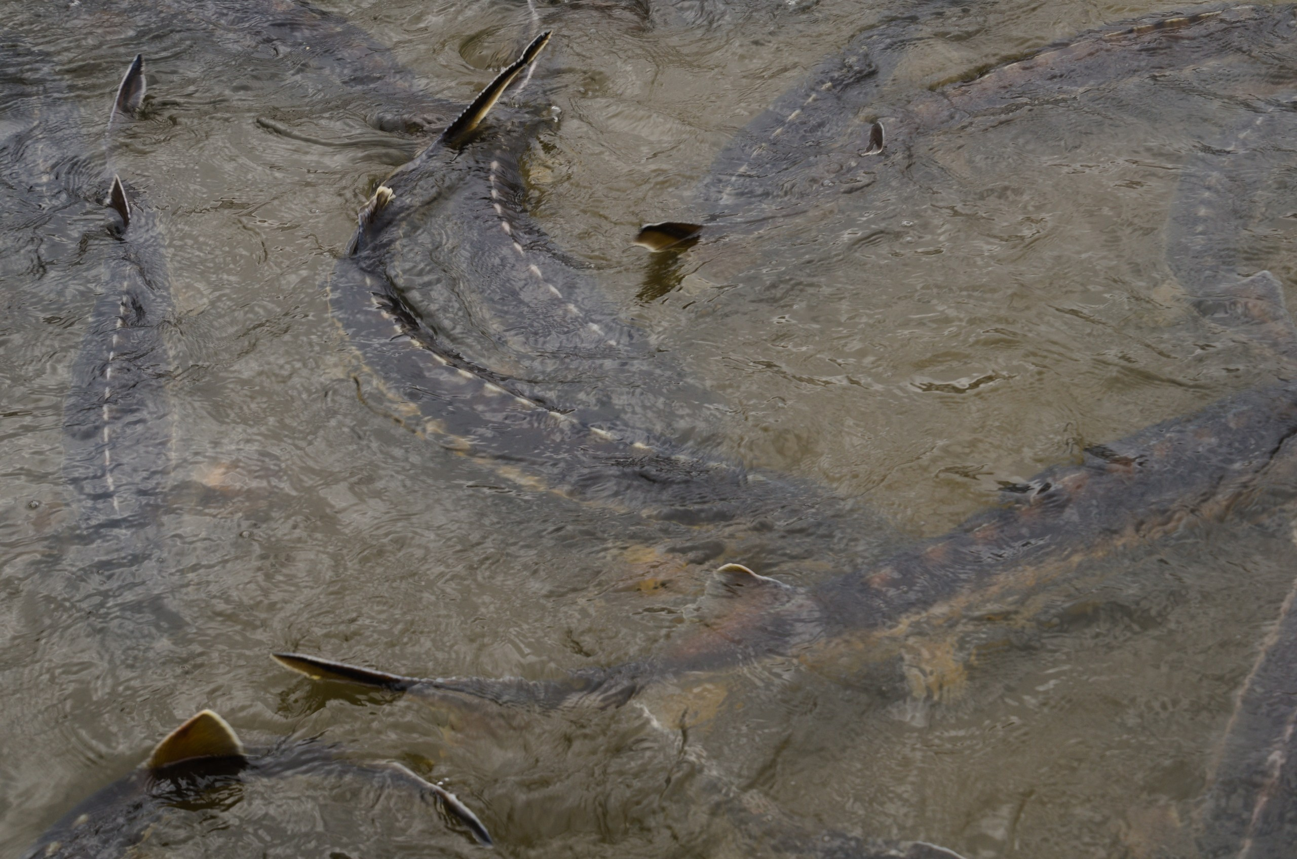 Астрахань | 17-18.10.2020. Галерея Фантим