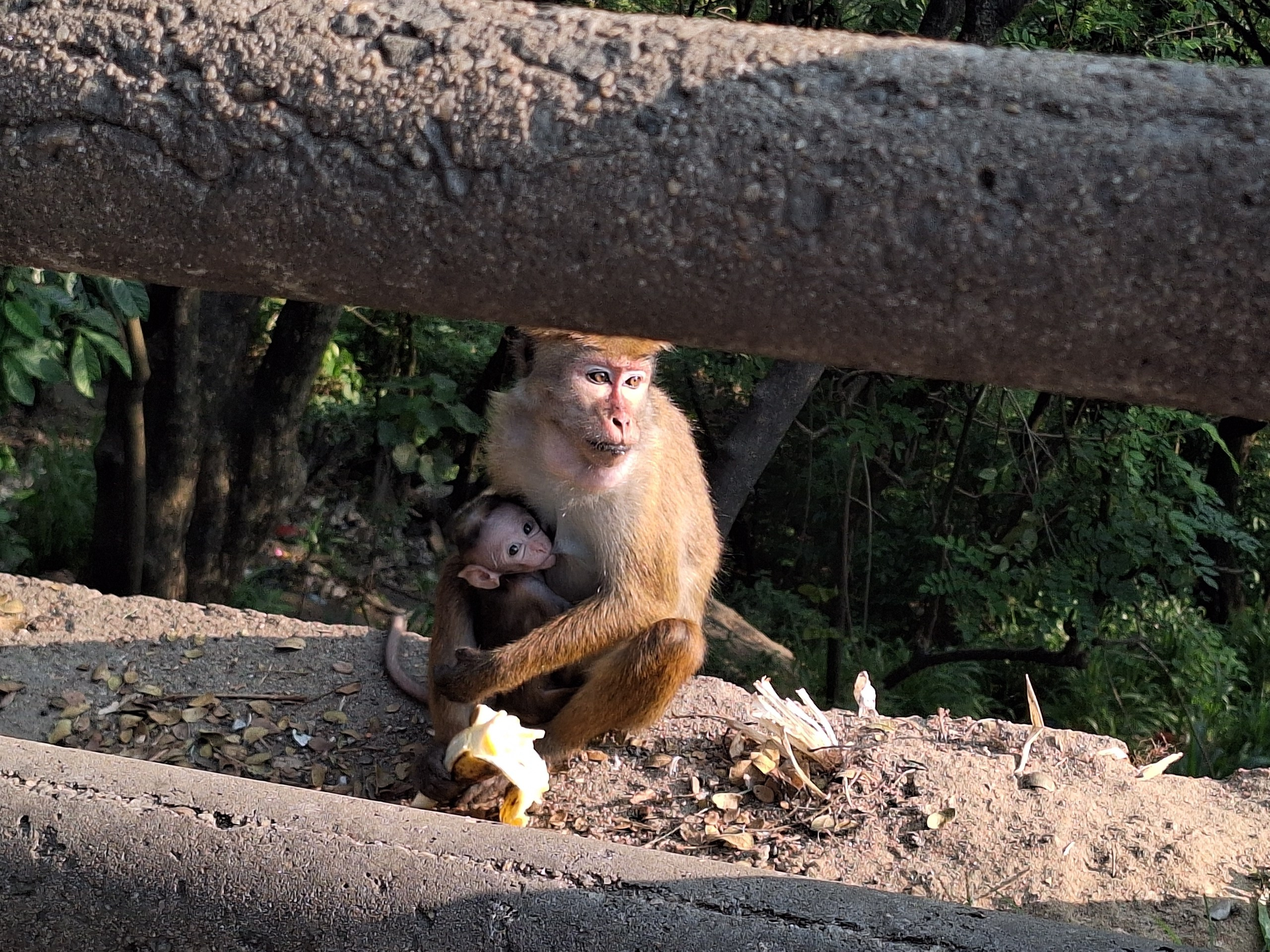 Шри-Ланка | 31.01 — 10.02.2025. Галерея Фантим