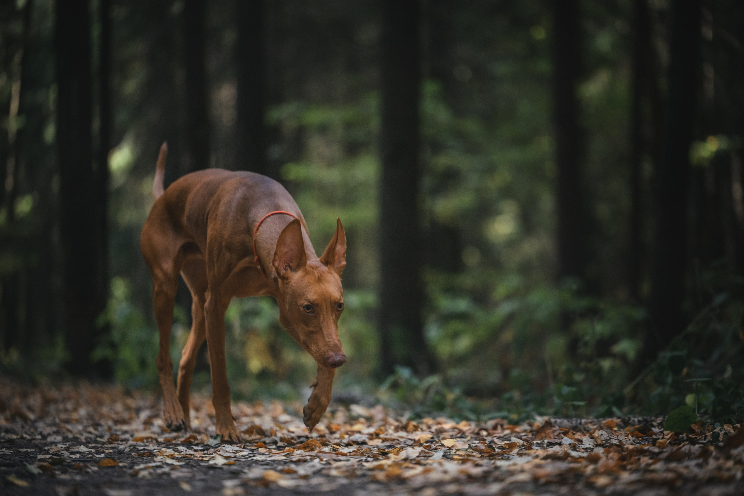 Чирнеко. Лесная прогулка. Фотограф Анималист в Москве Анастасия Жучкова