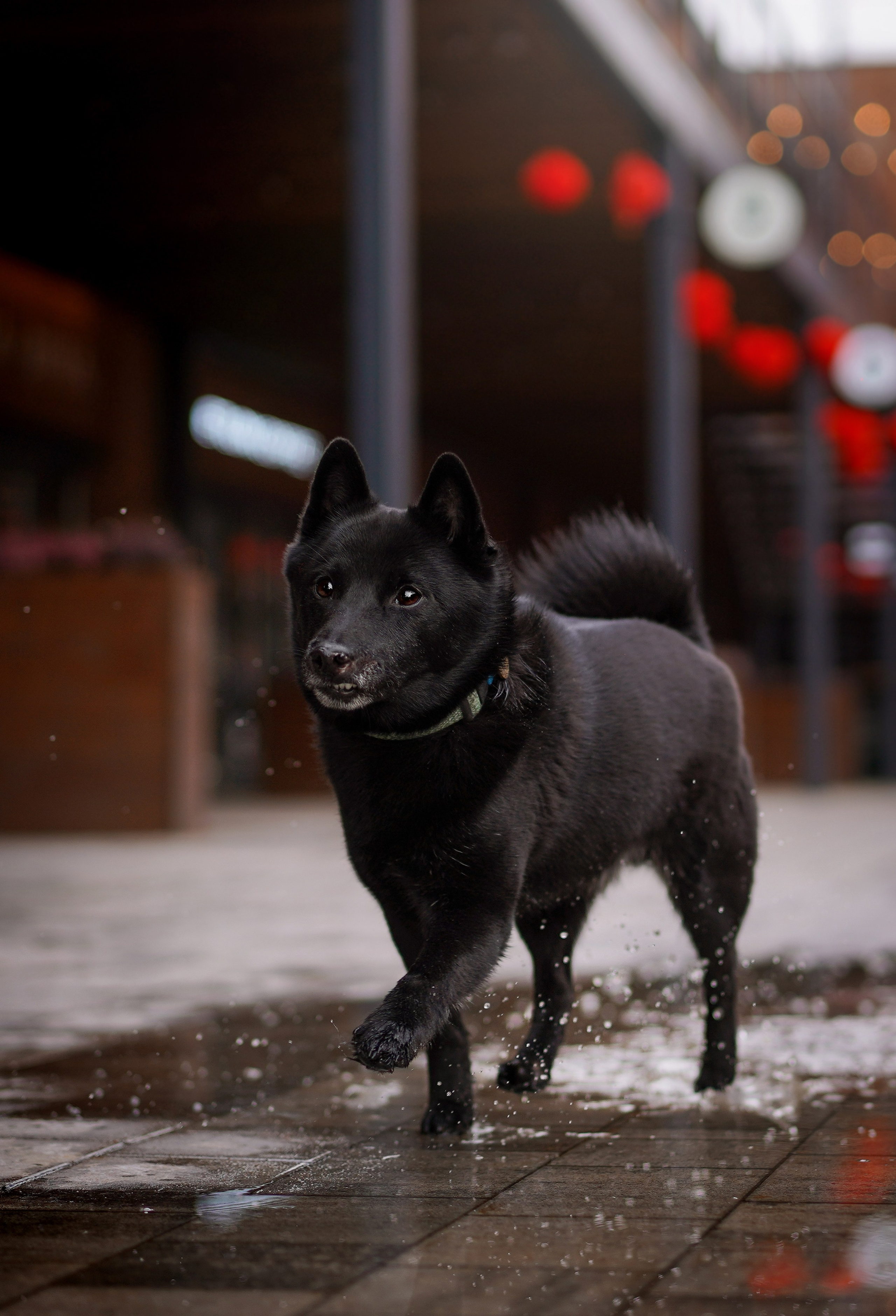 Аня Арчи и Мишель. Фотограф-анималист в Санкт-Петербурге Яна Мартынова