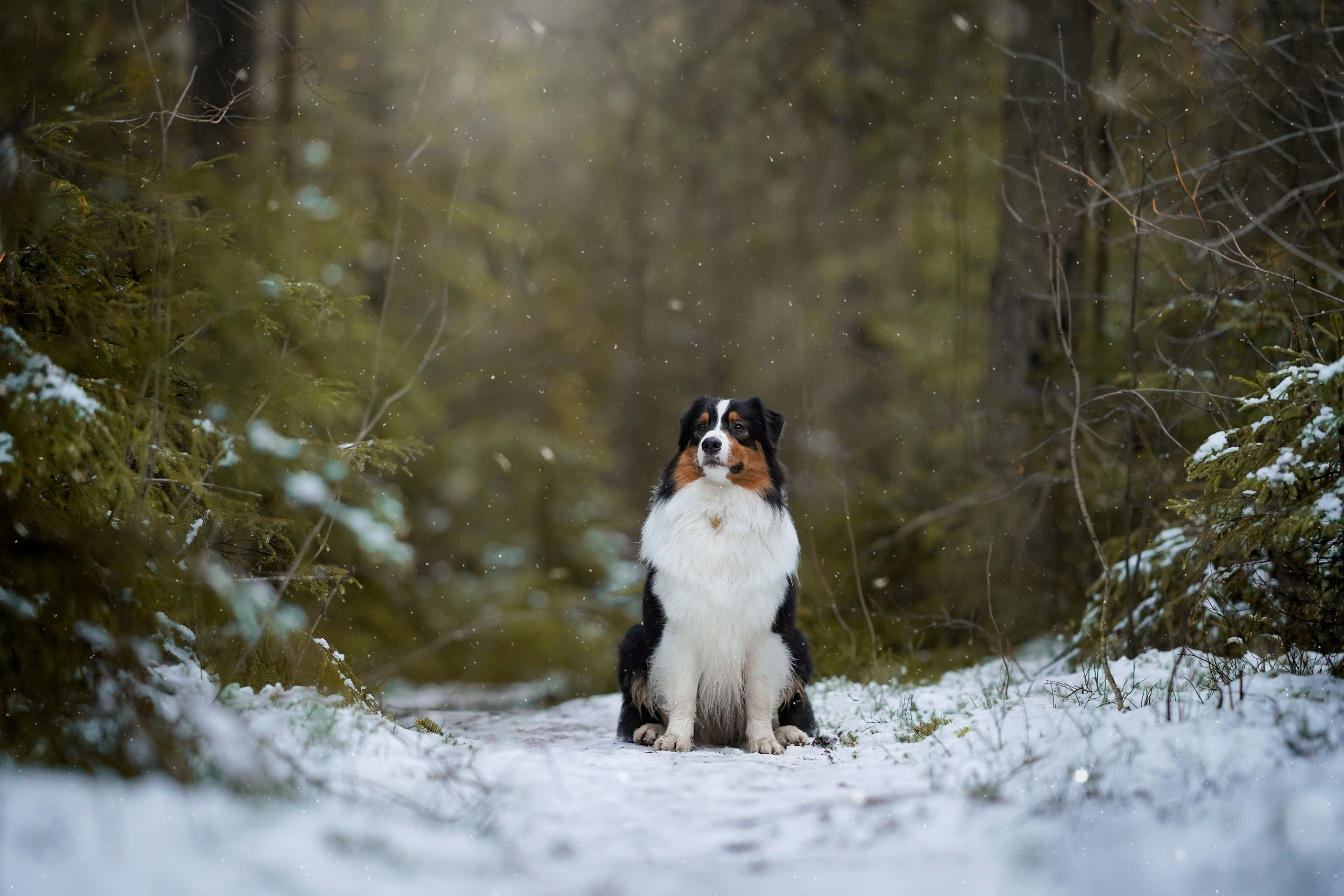 Бэст Айла и Панда. Фотограф-анималист в Санкт-Петербурге Яна Мартынова