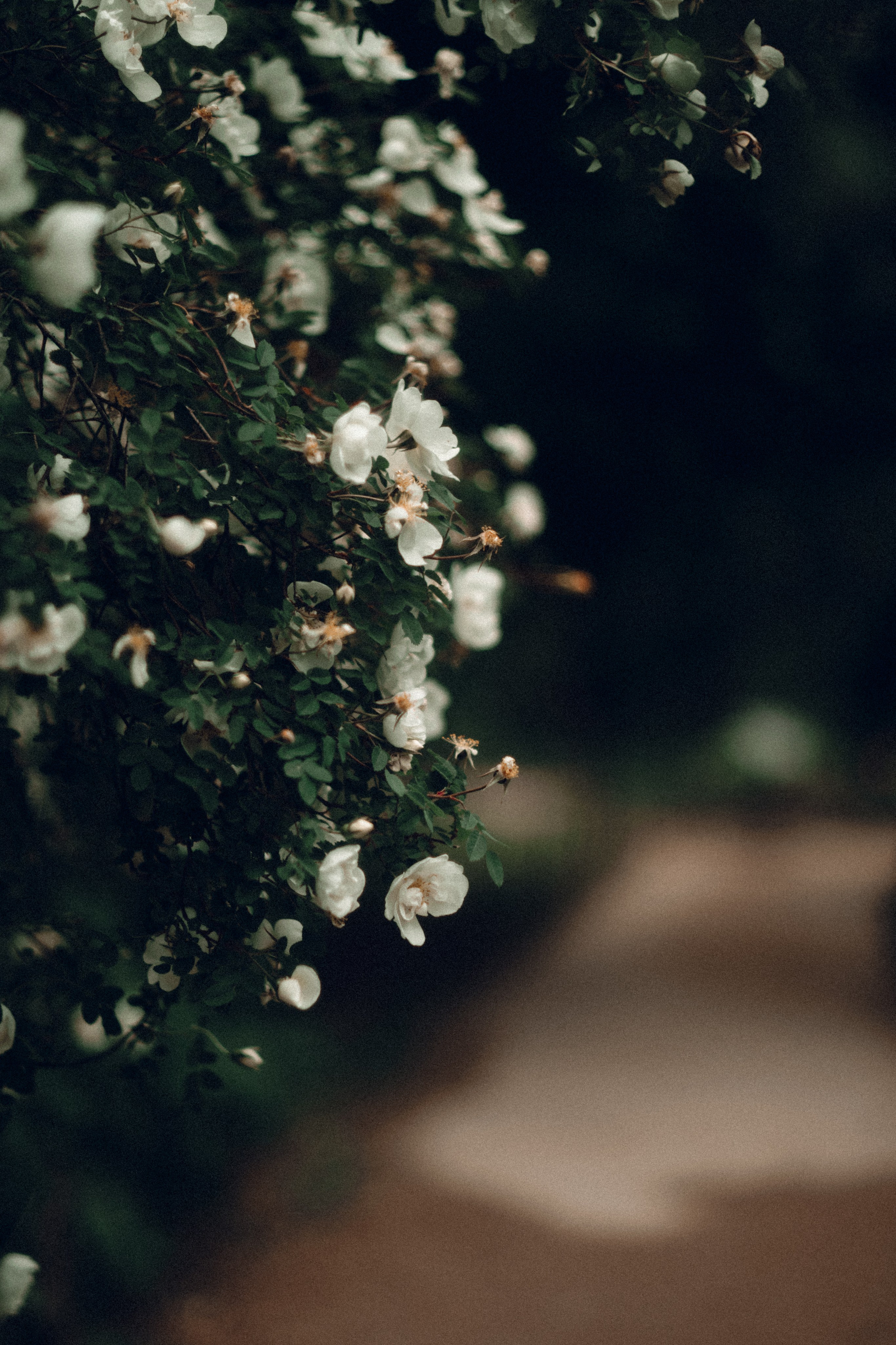 Botanical. Портретный и свадебный фотограф в Москве и Санкт-Петербурге. Учитель фотографии онлайн и оффлайн