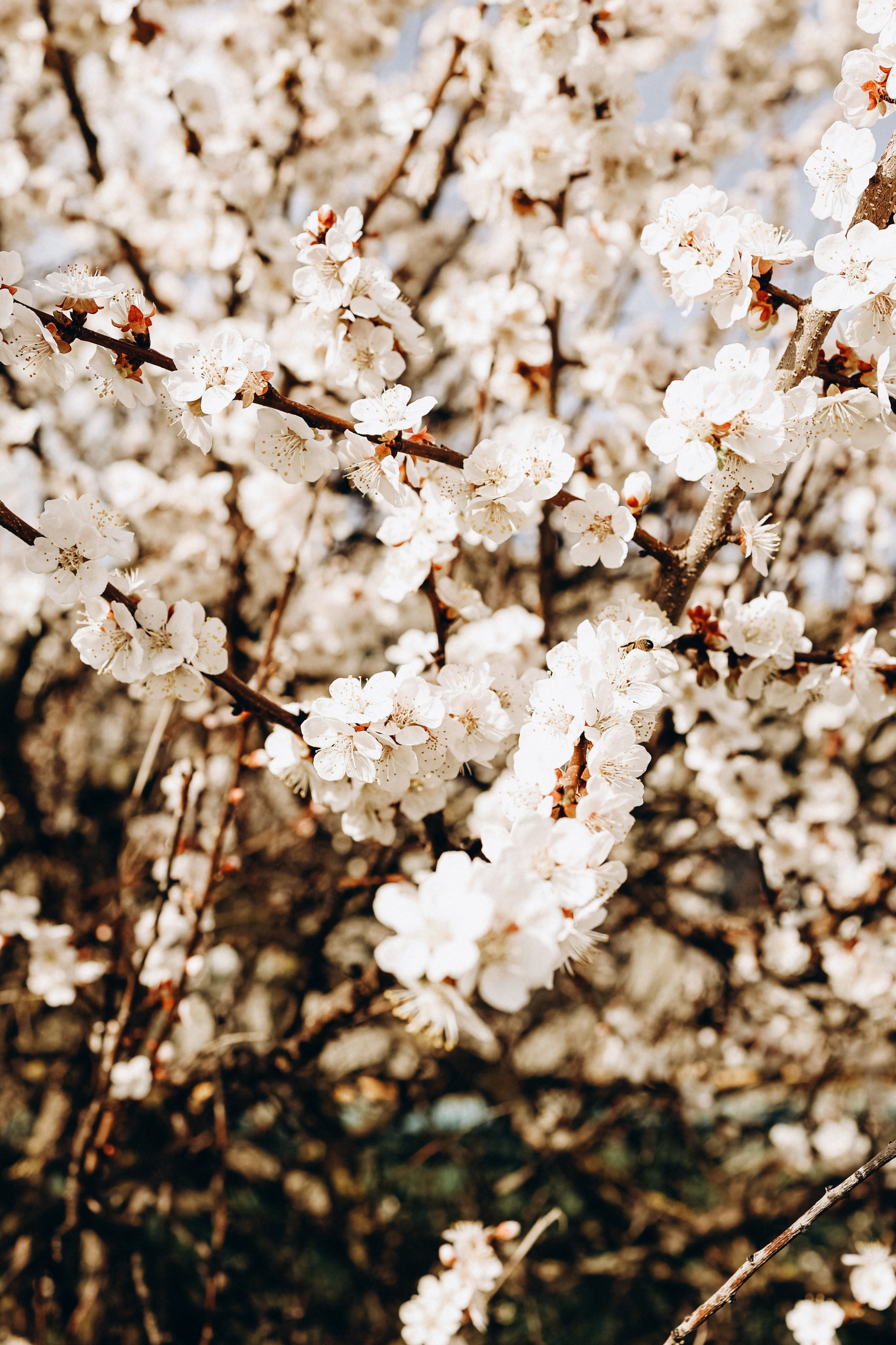 Снежана. Свадебный и семейный фотограф в Воронеже Ксения Воротникова