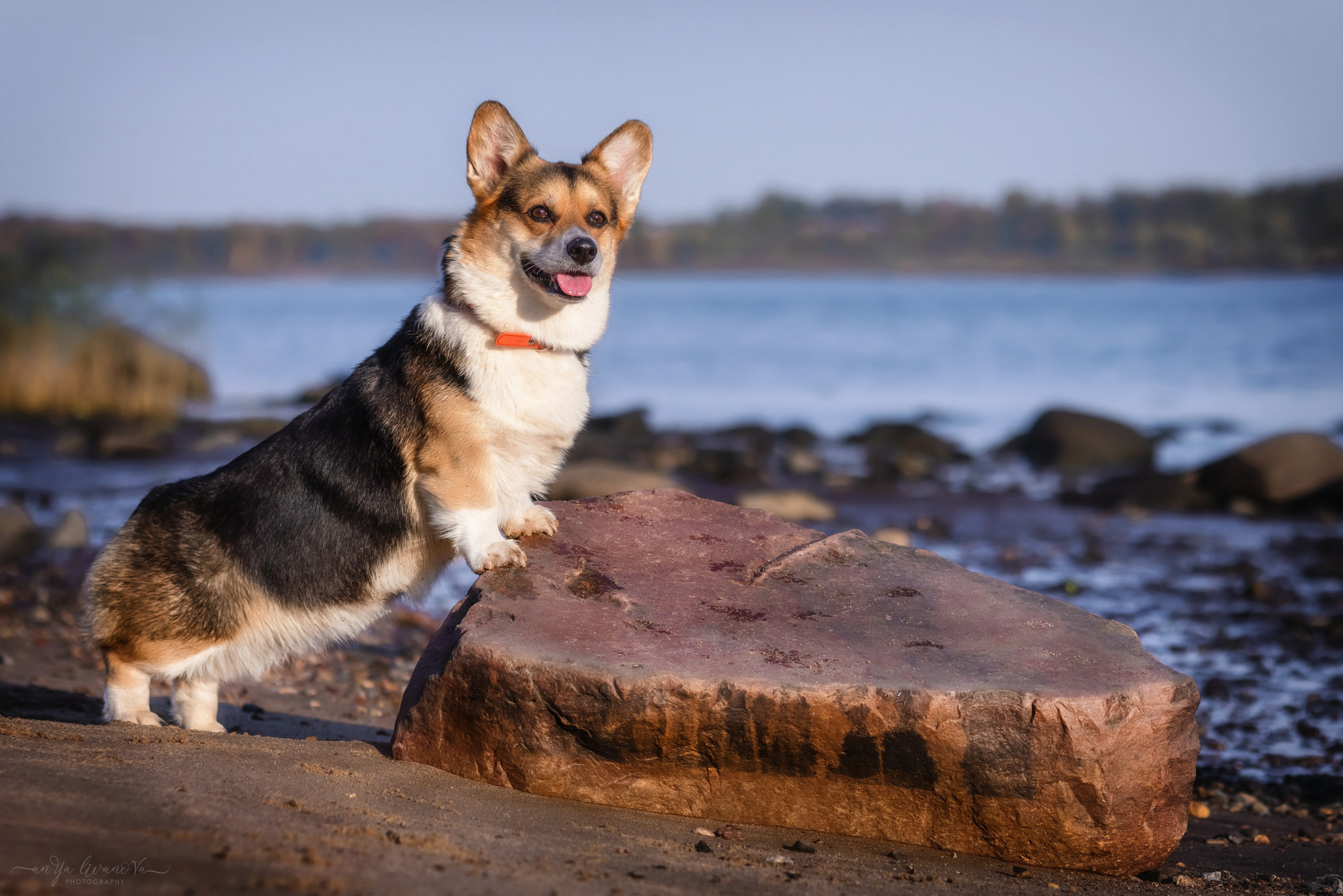 Коржики на Набережной. Фотограф анималист Аня Ливанова | Рыбинск