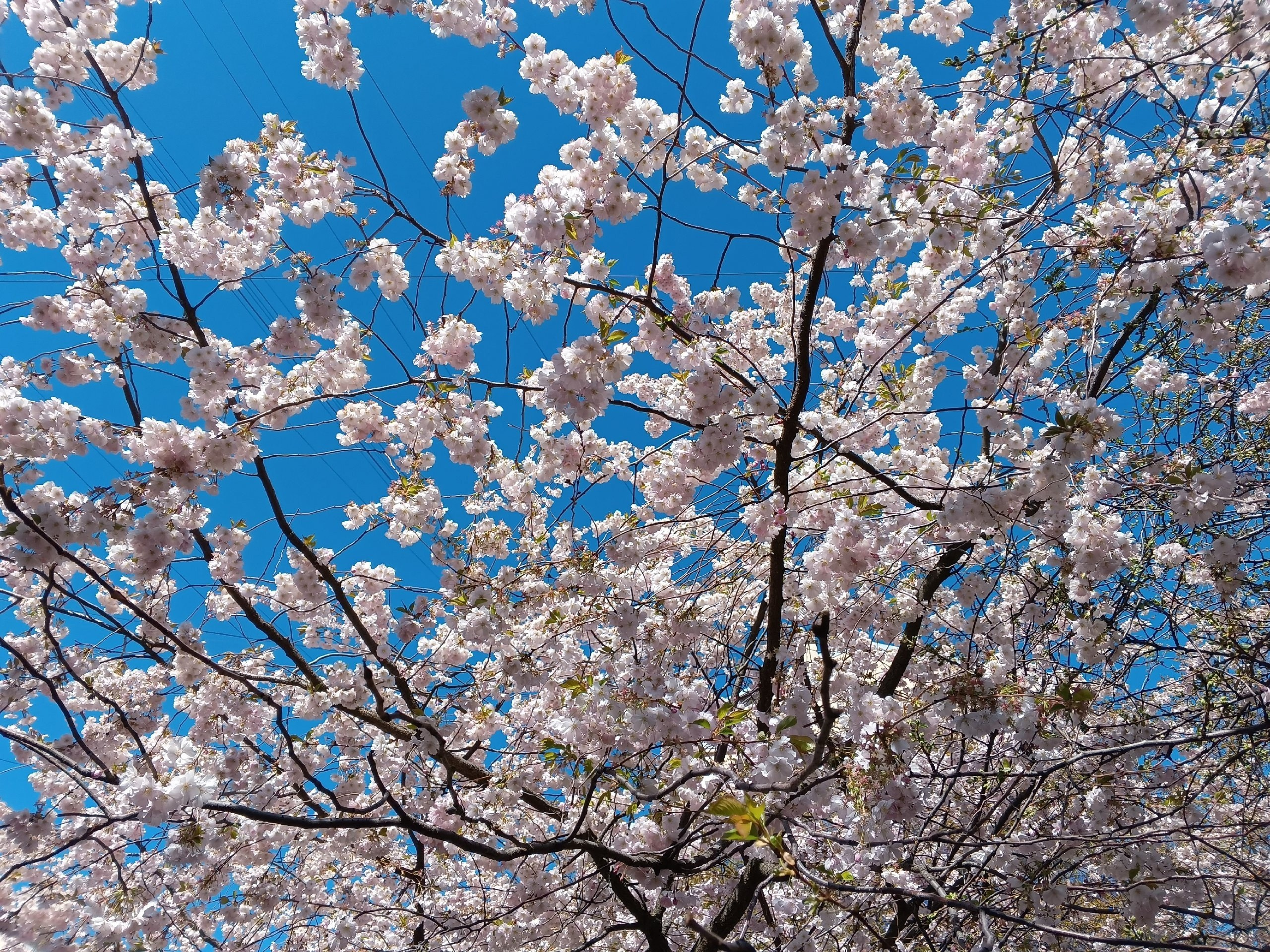 Экскурсия «Японский Петербург» (01.05.2025) Автор: Марина Старилова