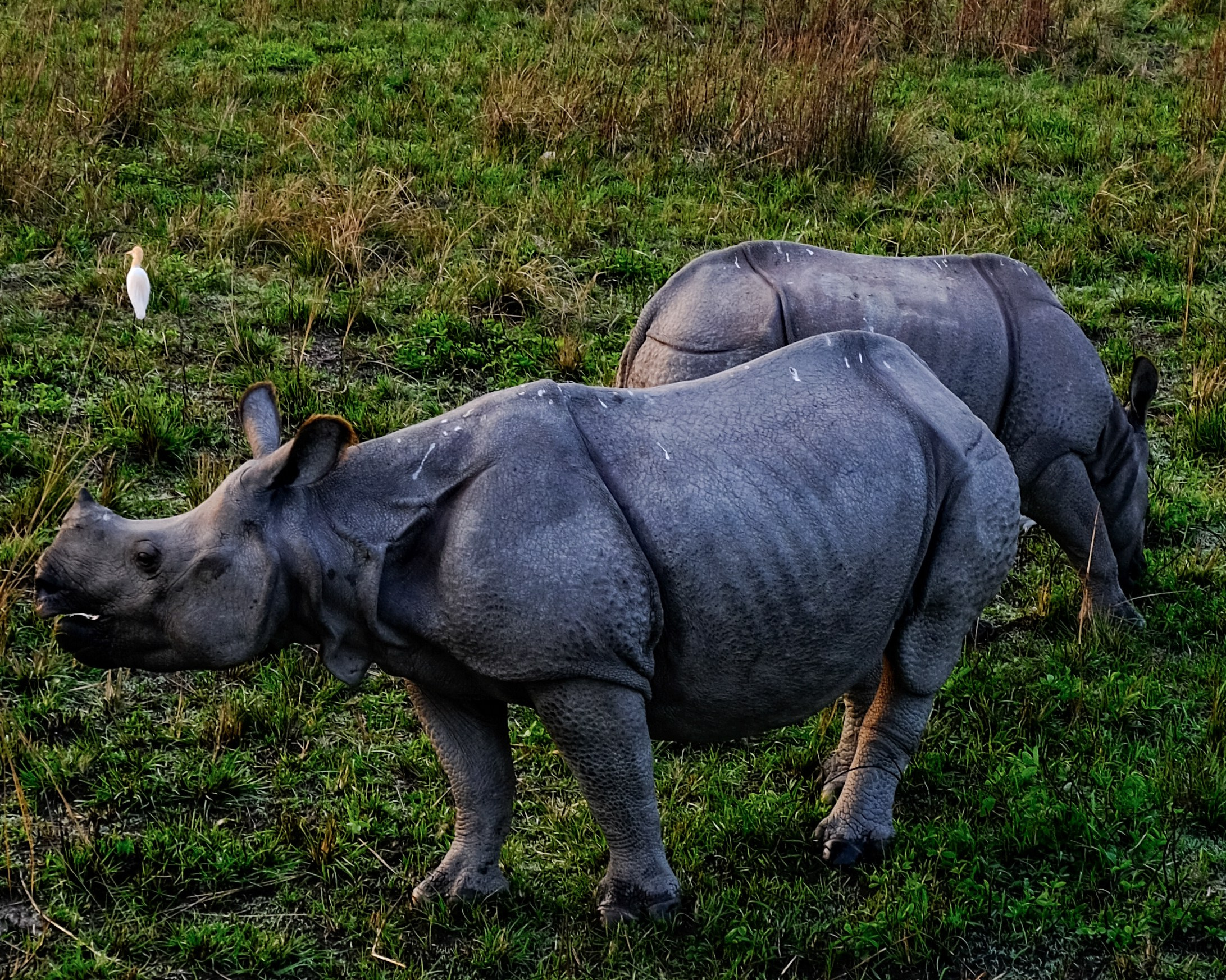Ассам и Казиранга. Фотографии из путешествий