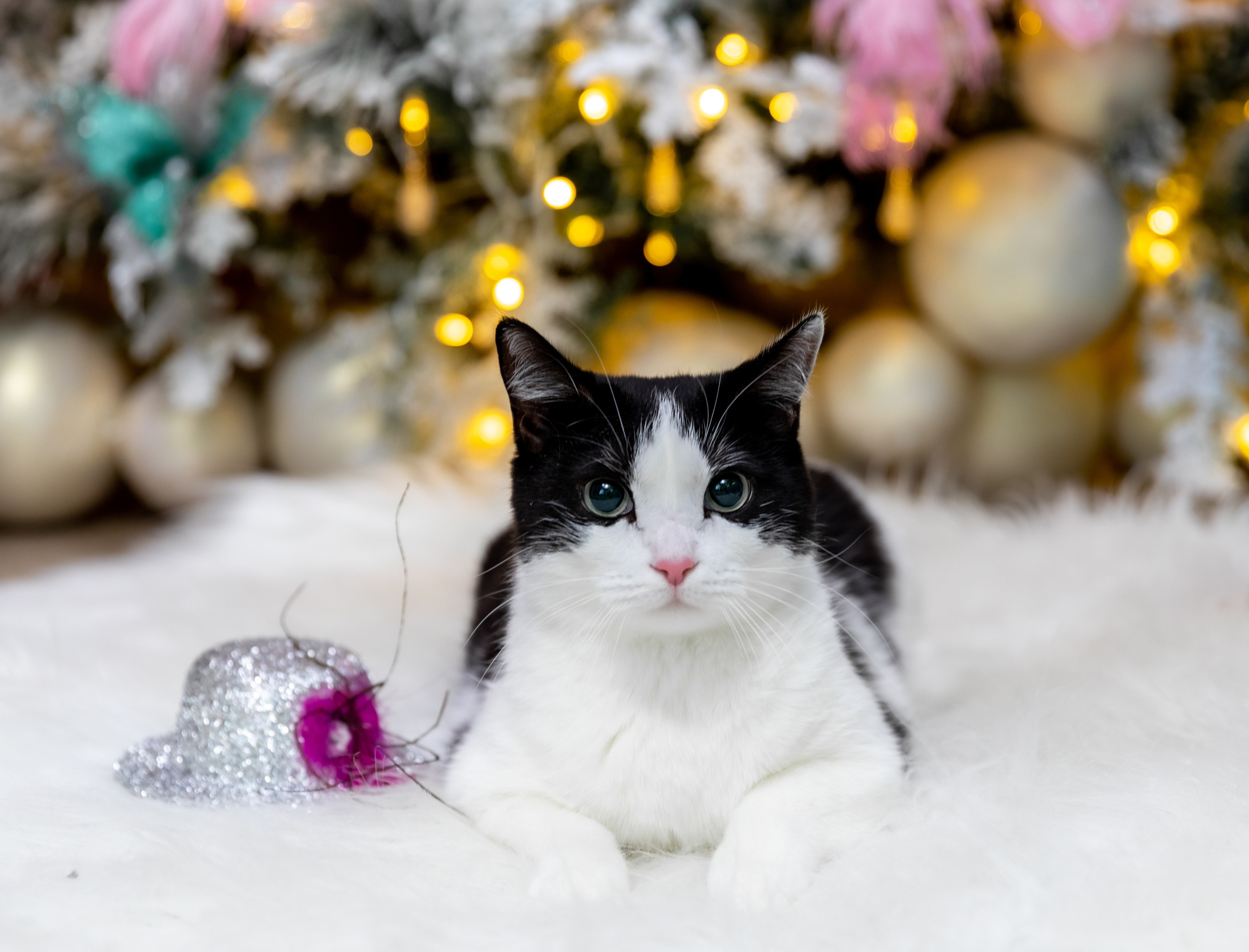 ФОТОСЪЕМКА ЖИВОТНЫХ В СУРГУТЕ