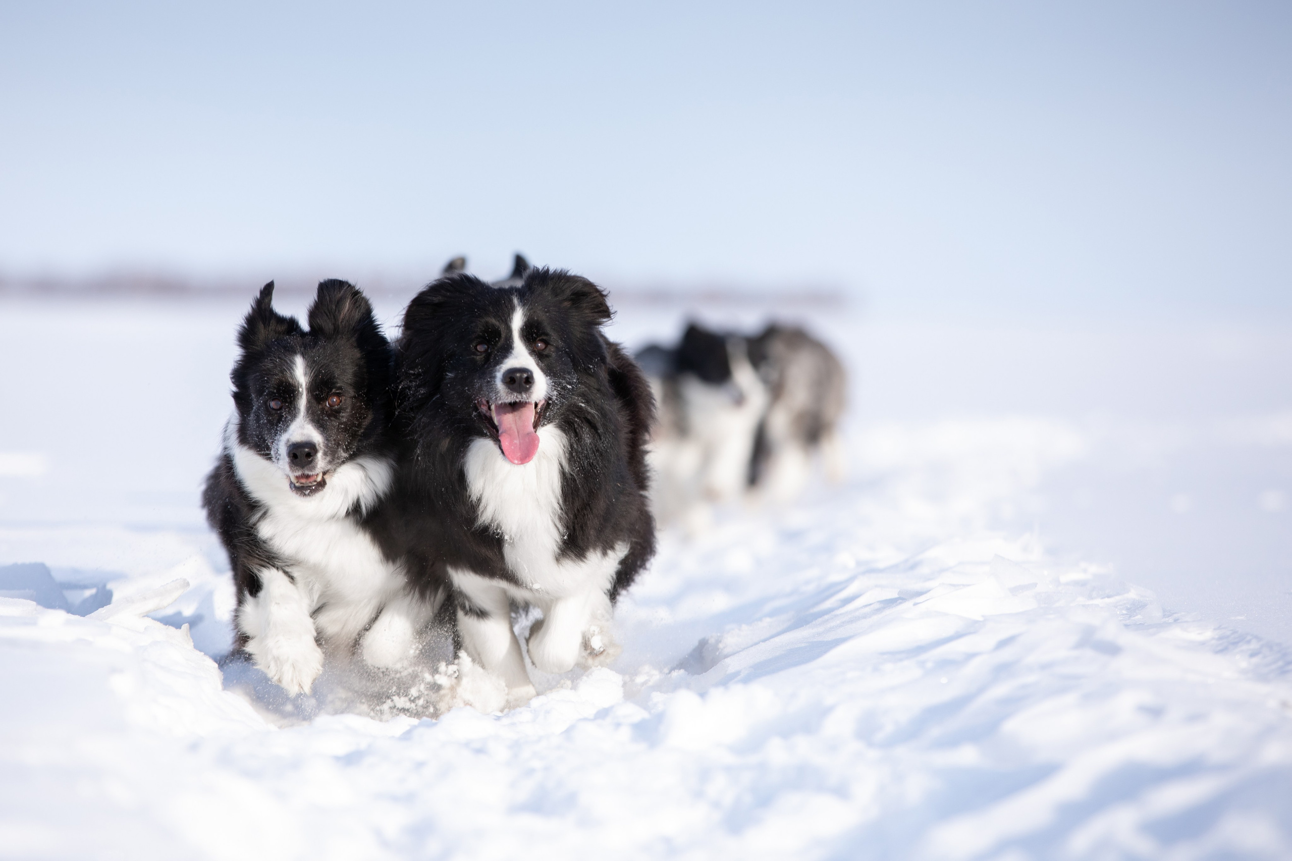 Мороз и солнце. О нас