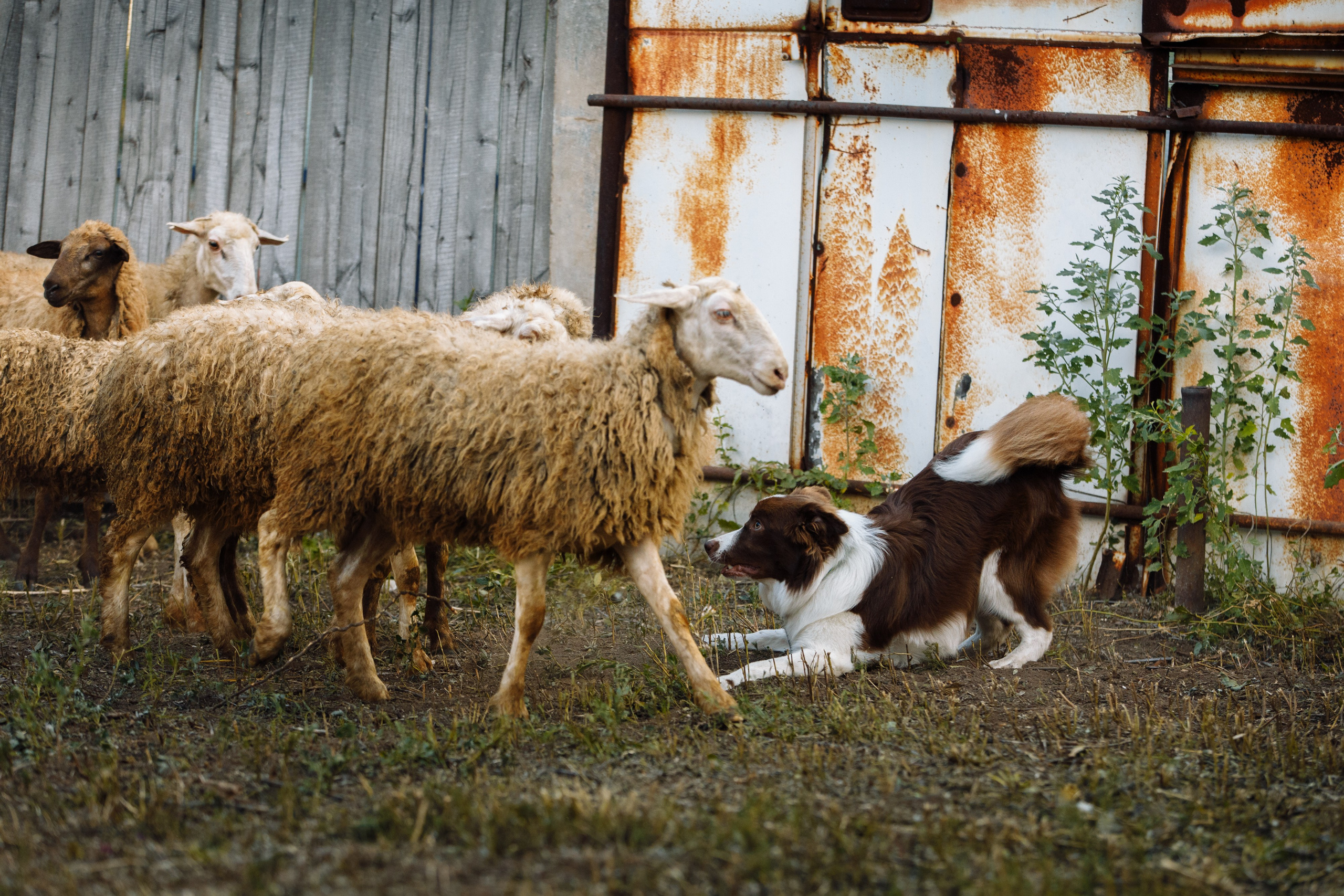 Овечий день. О нас
