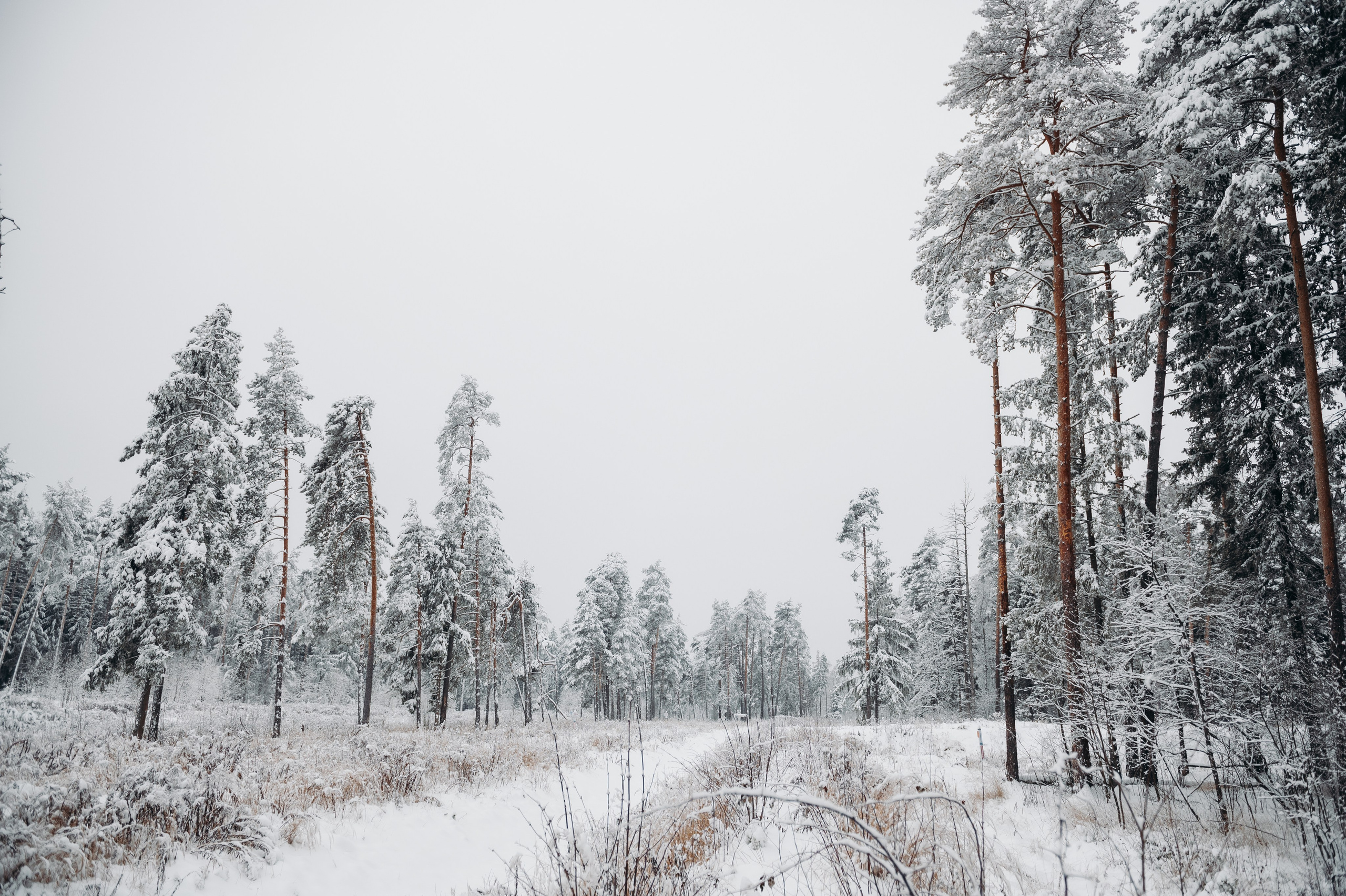 Снежная прогулка. Главная